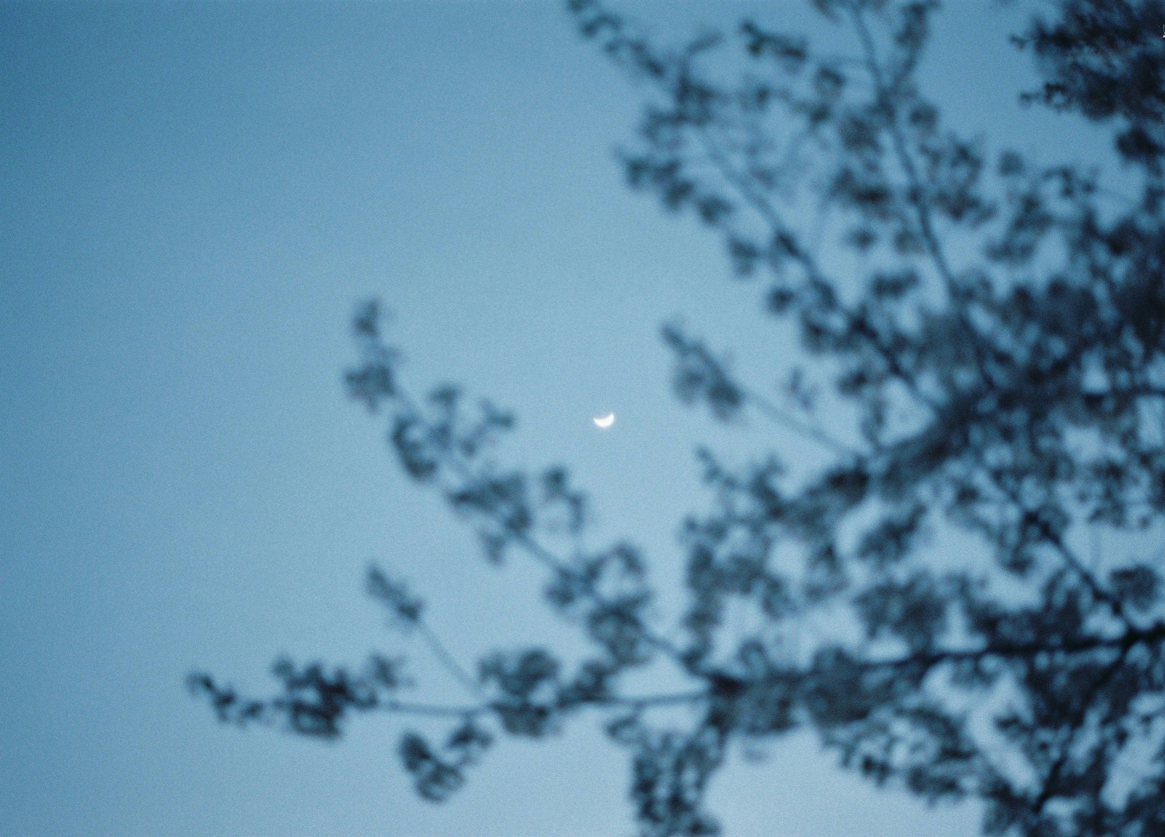 Silhouette of branches against a blue sky with a crescent moon