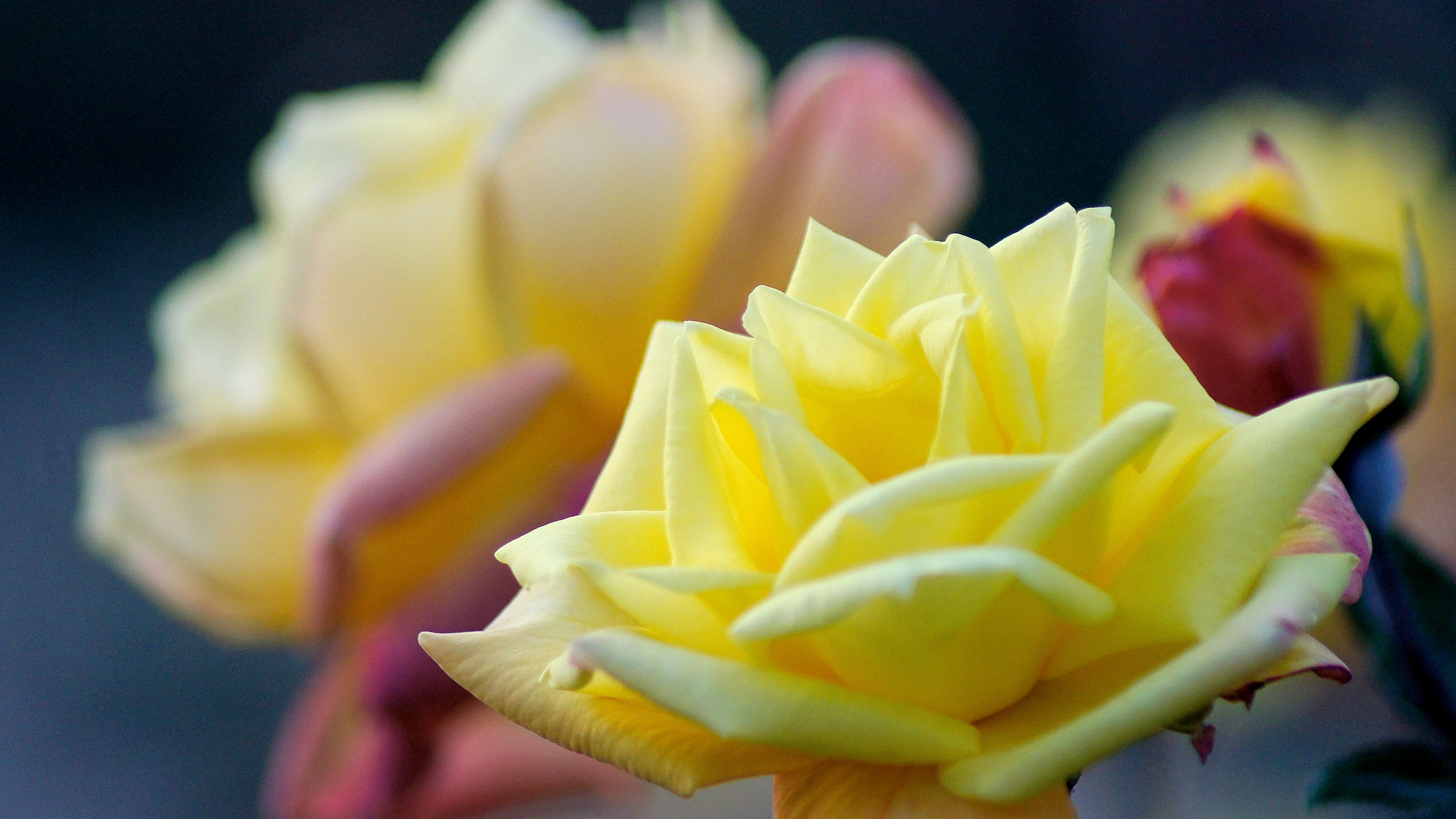 Fiori di rosa gialli vivaci con sfondo sfocato di altre rose