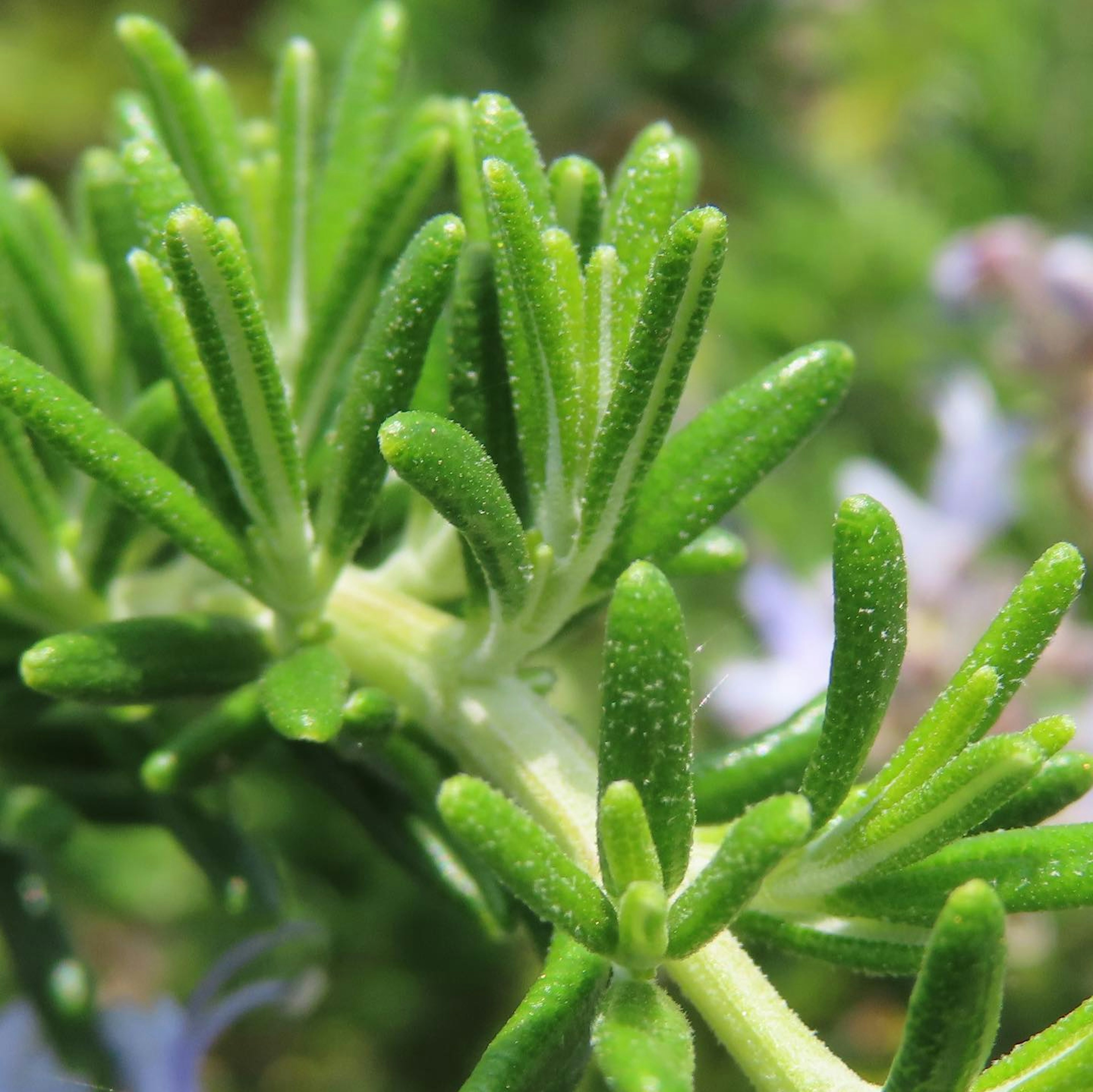 緑色の葉が生い茂る植物のクローズアップで水滴がついている