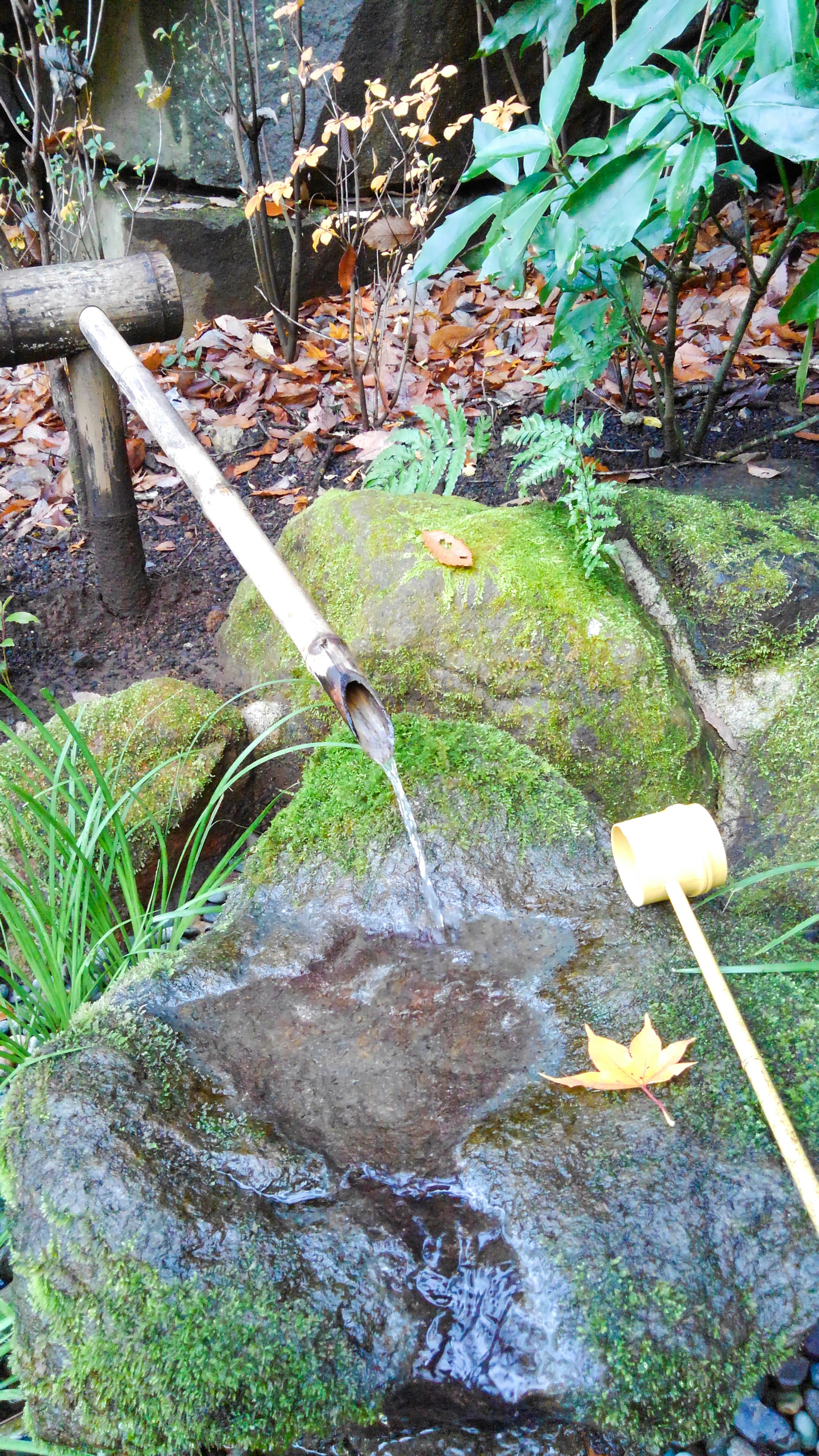 Bamboo water spout flowing into a moss-covered stone basin in a lush garden