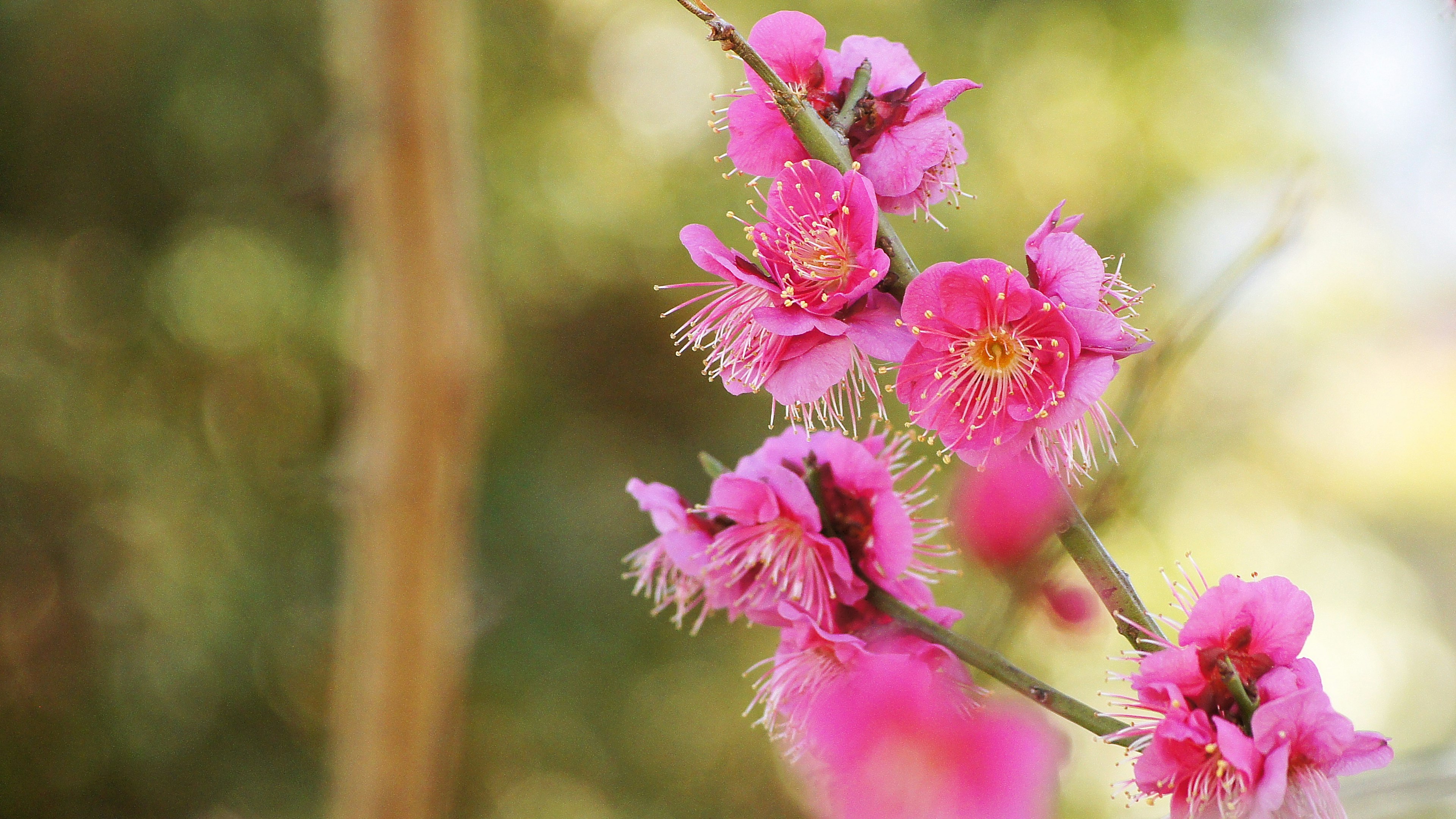 Gros plan d'une branche avec des fleurs roses