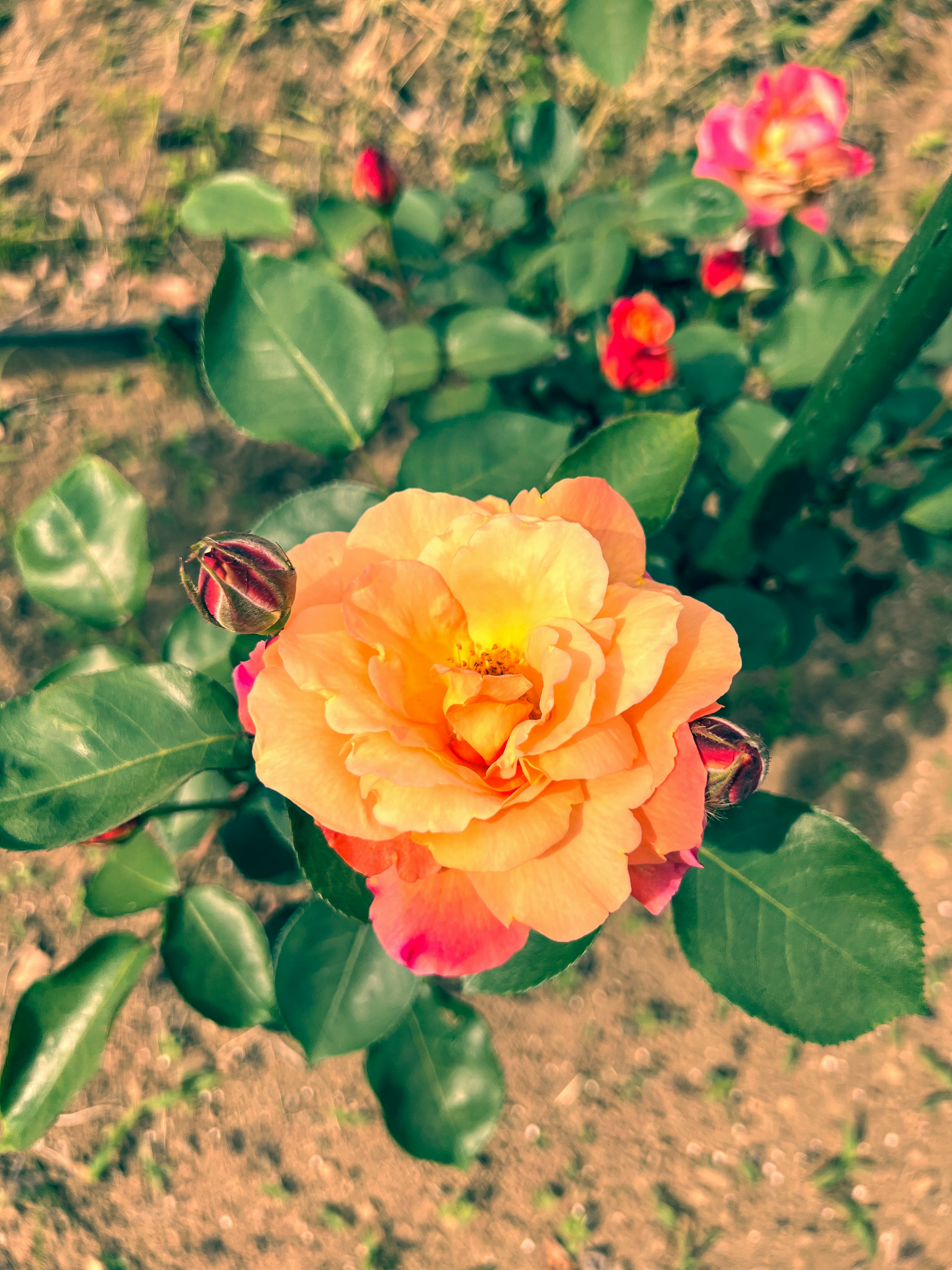 Orange rose flower with green leaves