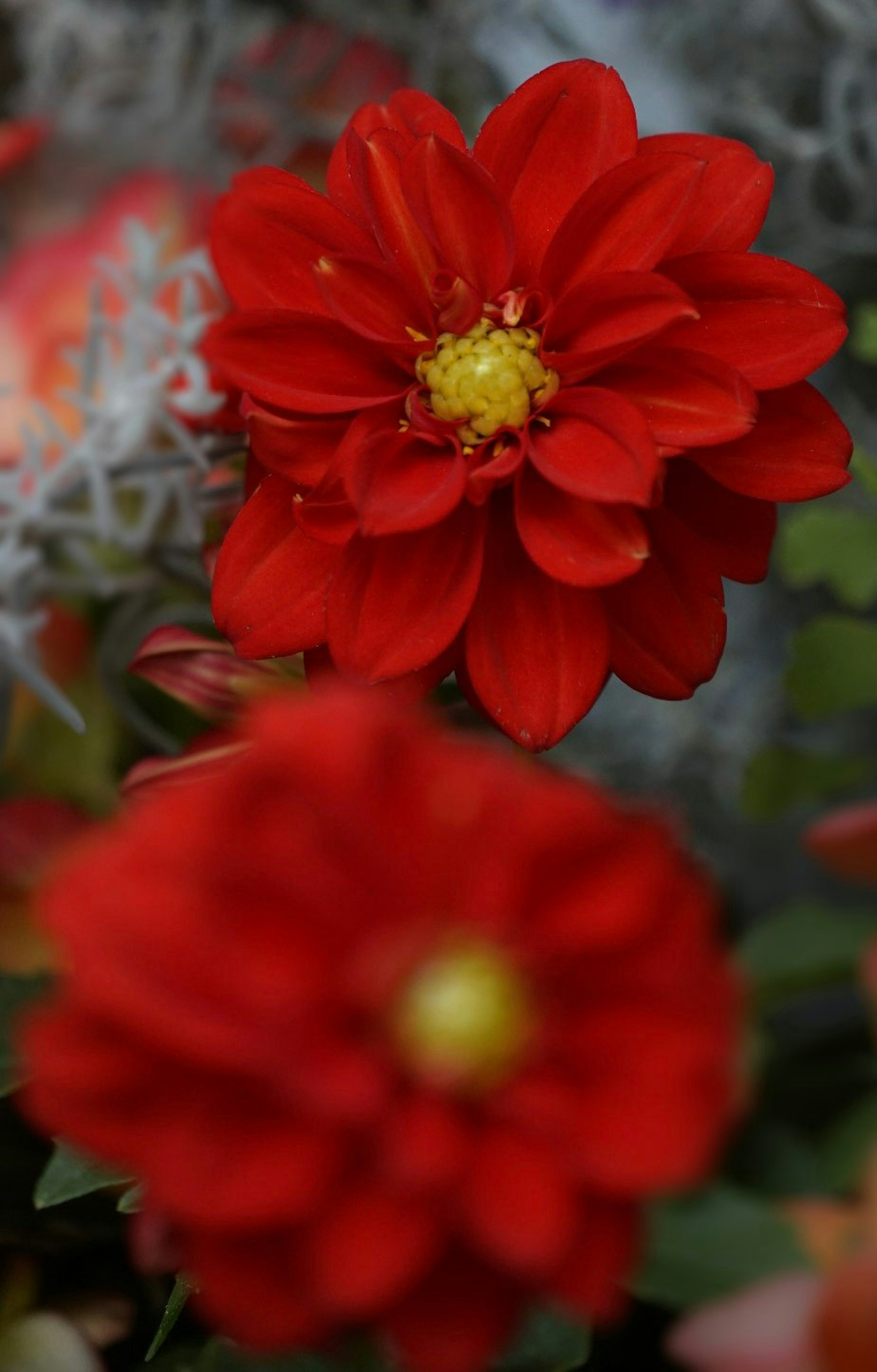 Vibrant red dahlia flower in focus with blurred background