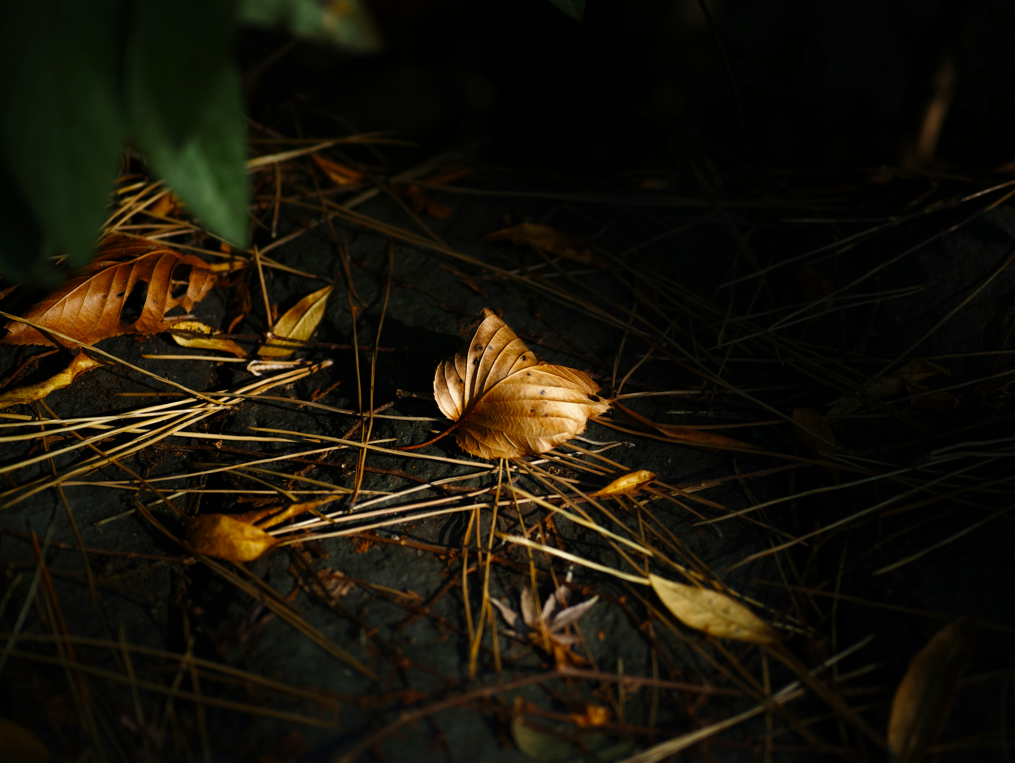 Feuilles brunes et aiguilles de pin sur un sol sombre