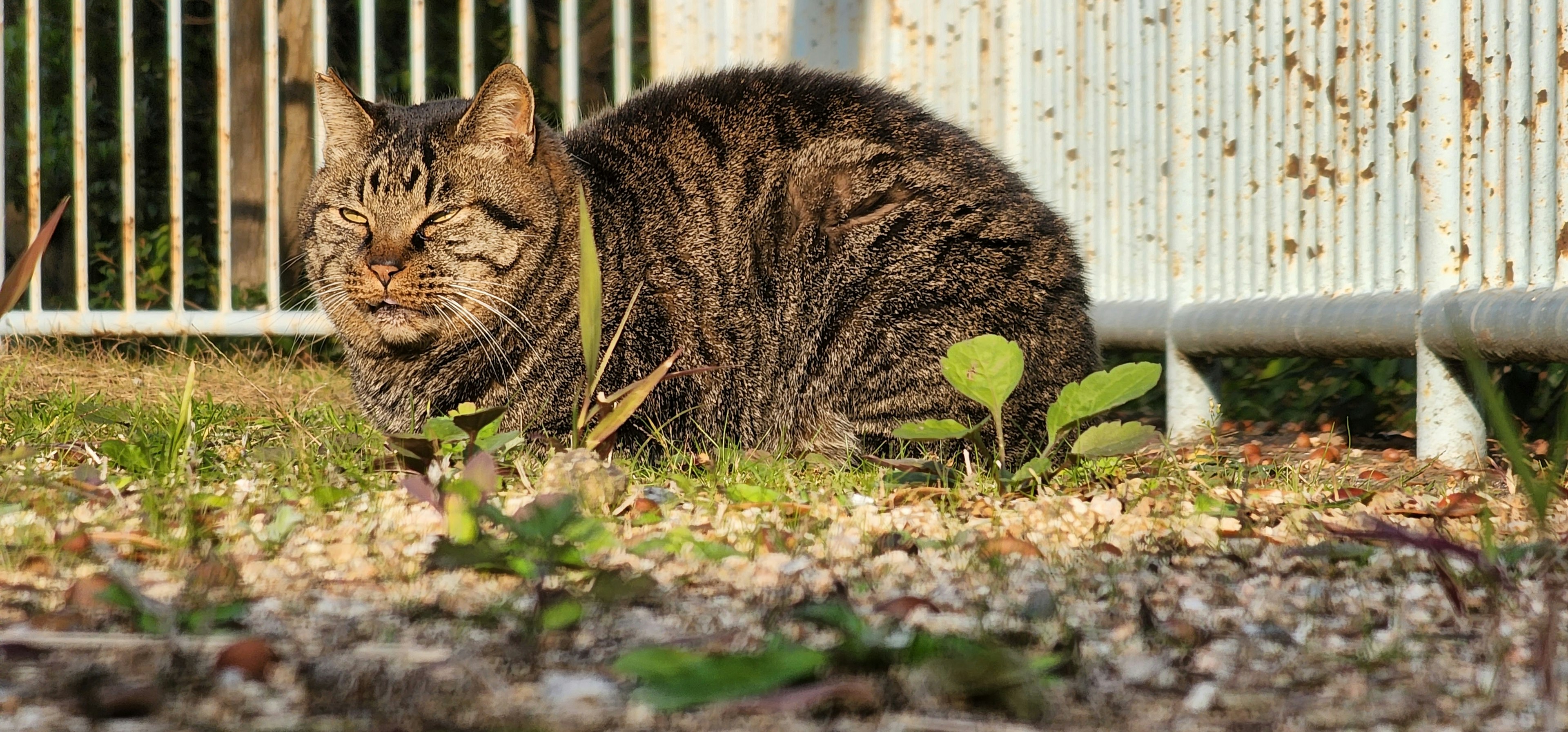 Seekor kucing coklat bersantai di bawah sinar matahari dengan pagar logam dan rumput di latar belakang