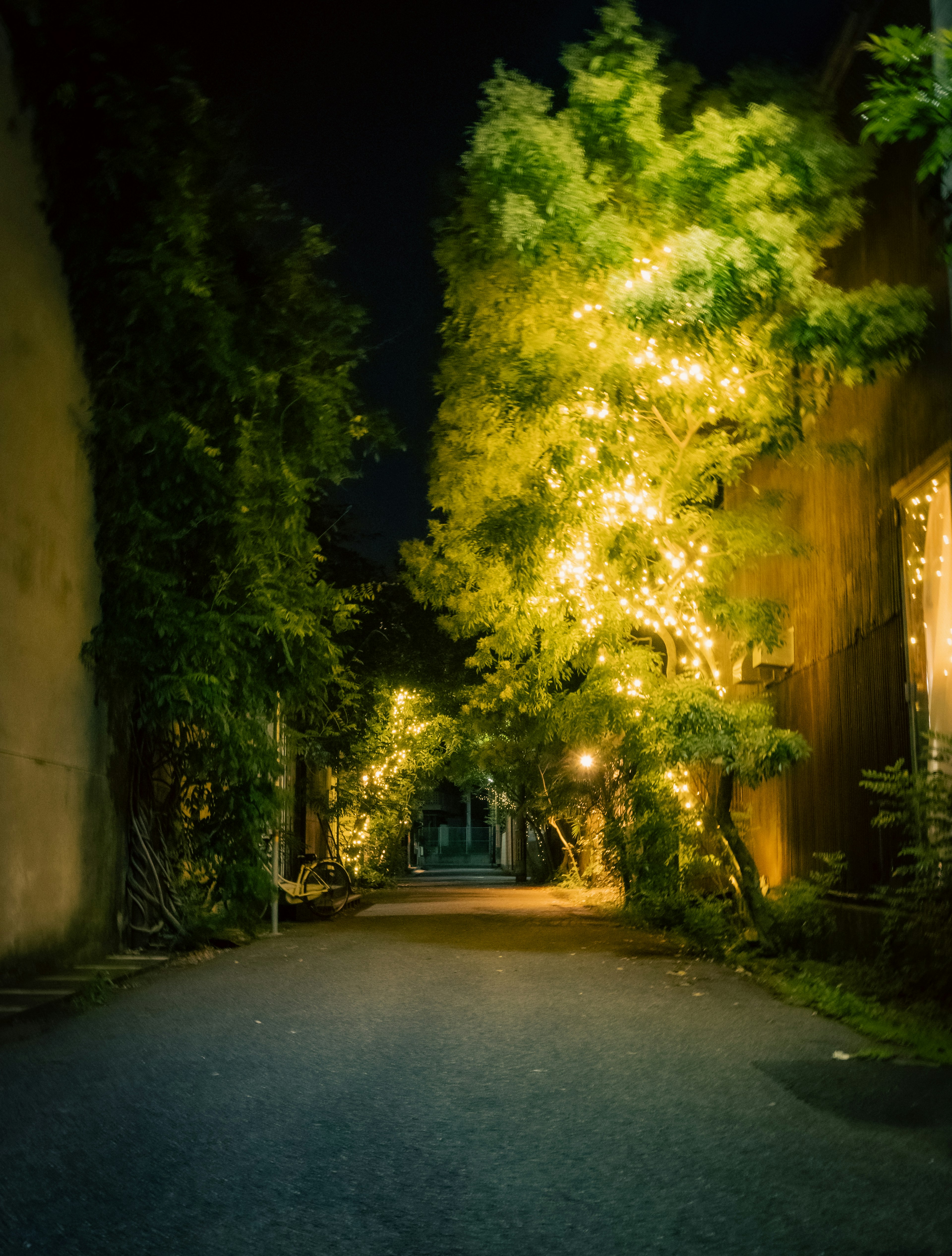 Una calle oscura adornada con árboles iluminados y muros