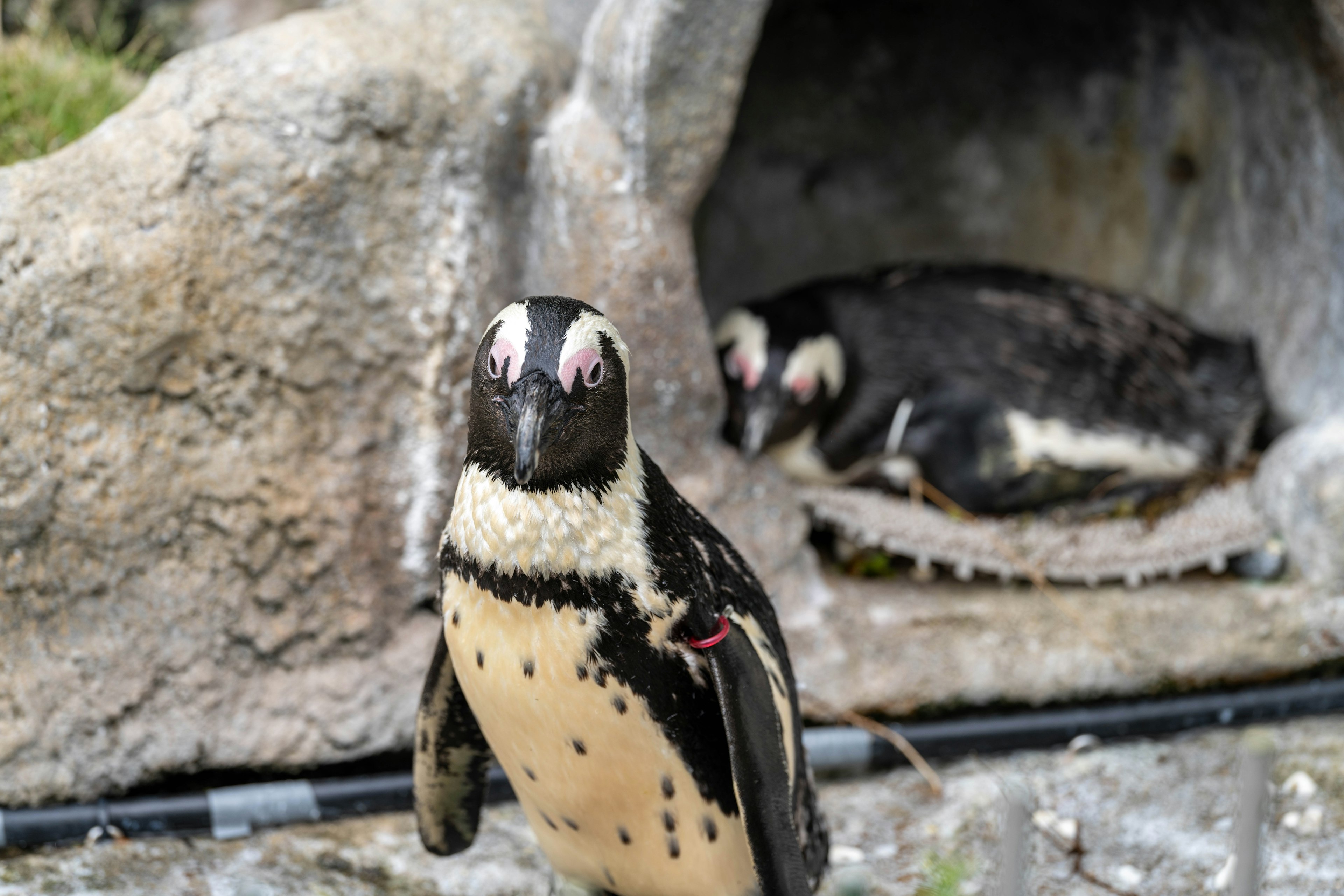 Ein Pinguin steht nah an der Kamera, während ein anderer Pinguin im Hintergrund ruht