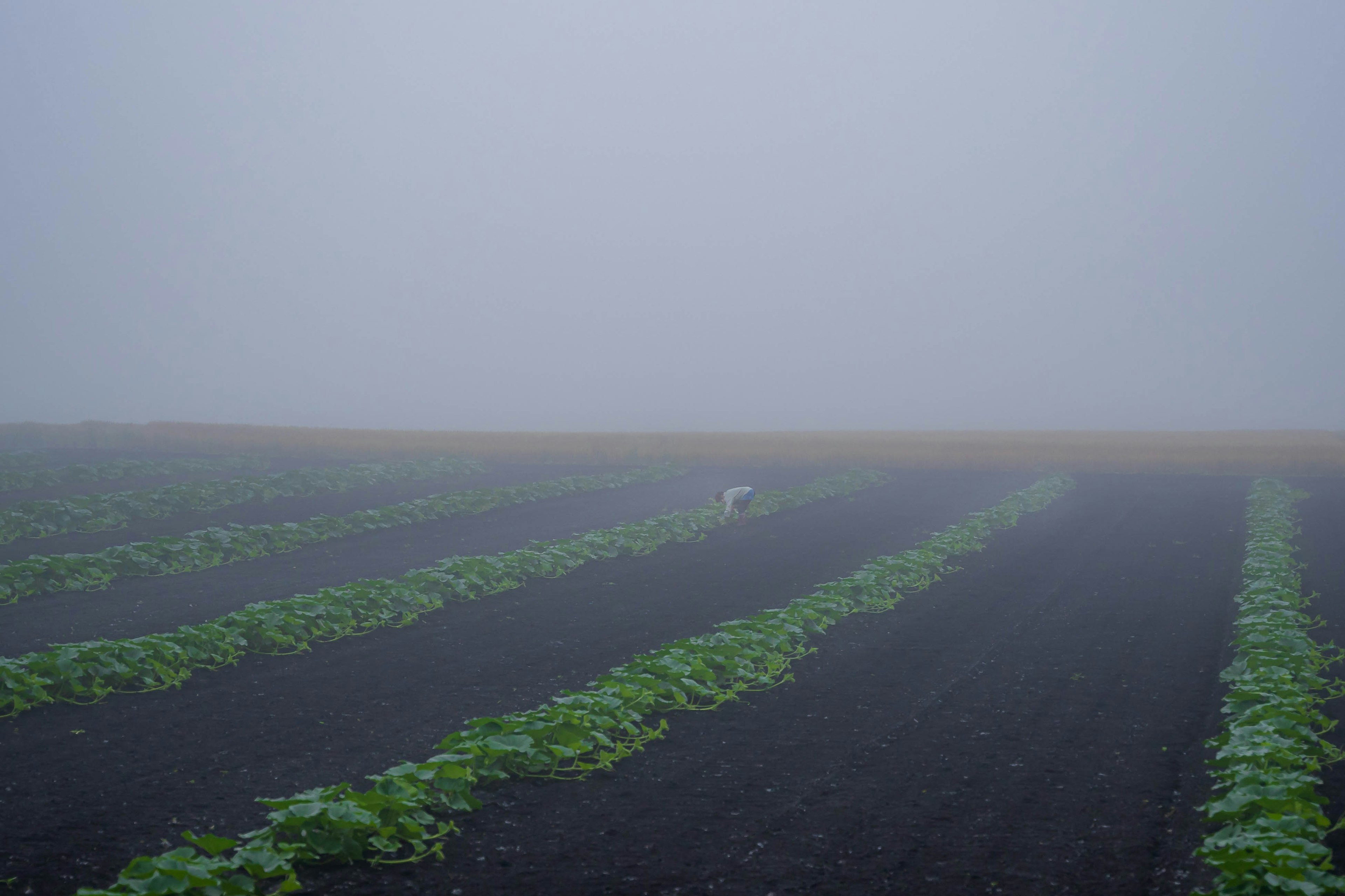 Campo nebbioso con file di colture verdi e una figura distante