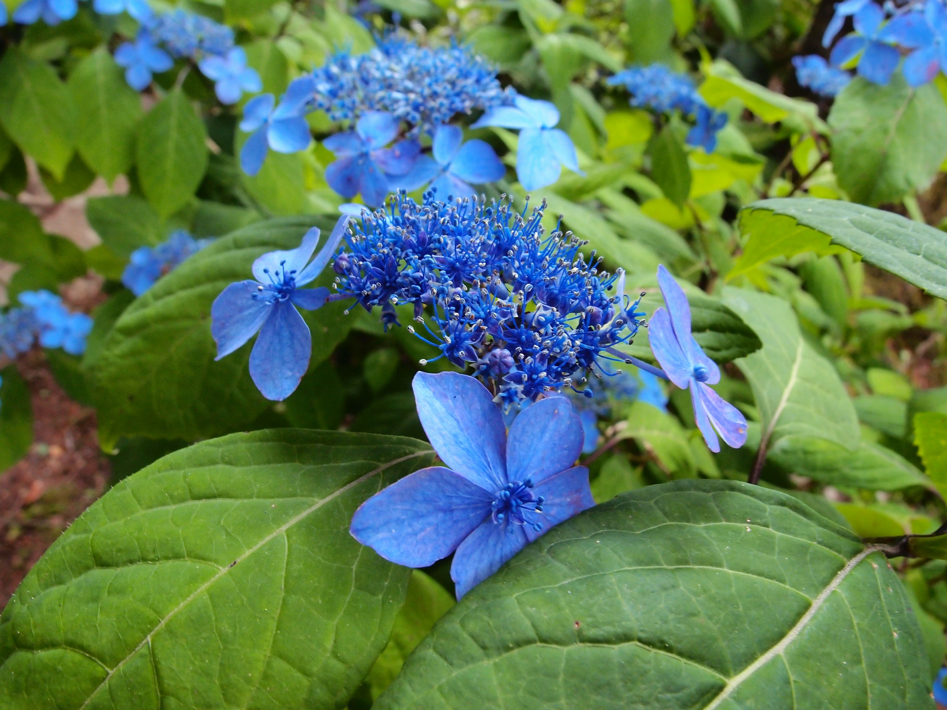 Primo piano di fiori blu e foglie verdi di una pianta