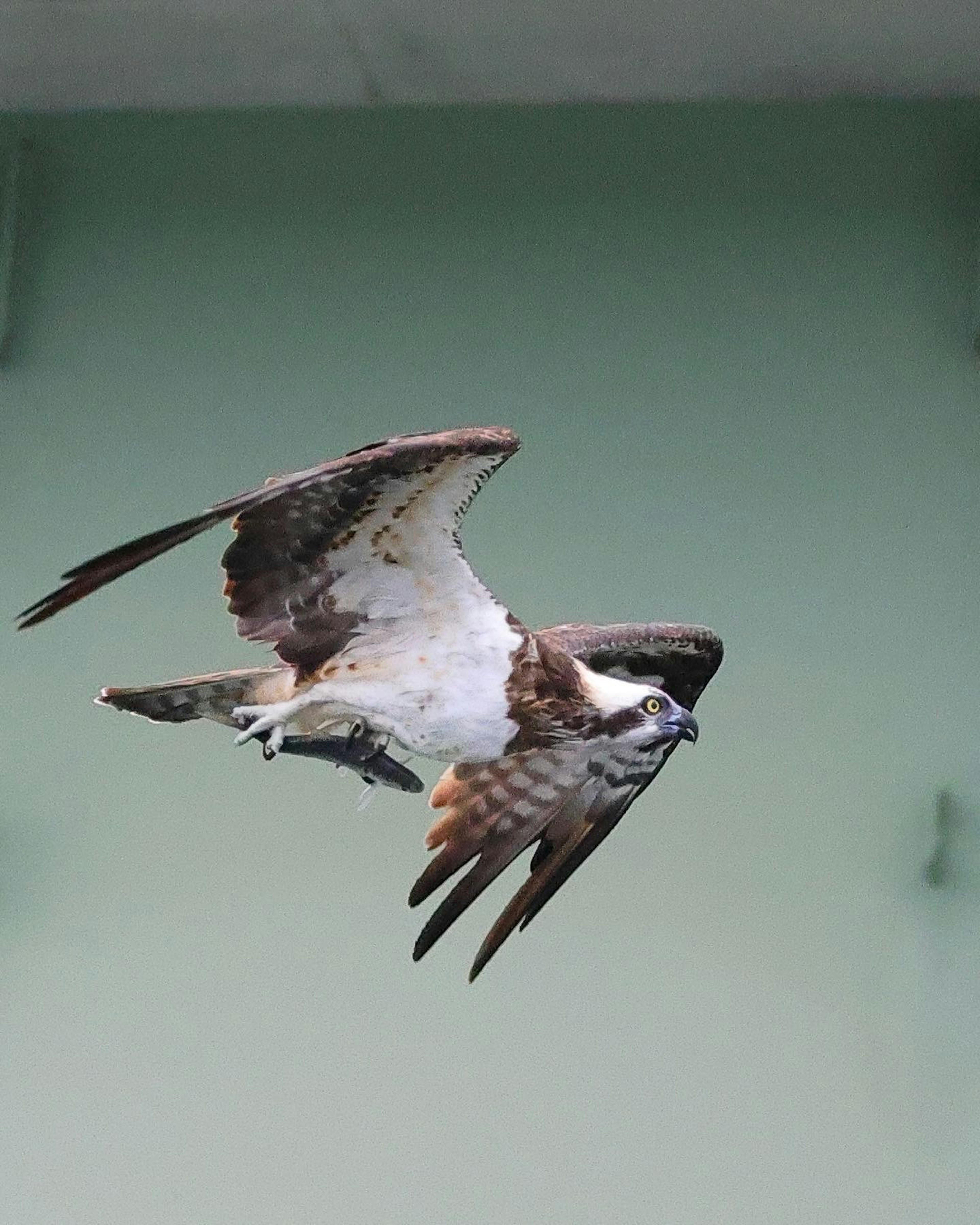 Una imagen clara de un águila pescadora volando