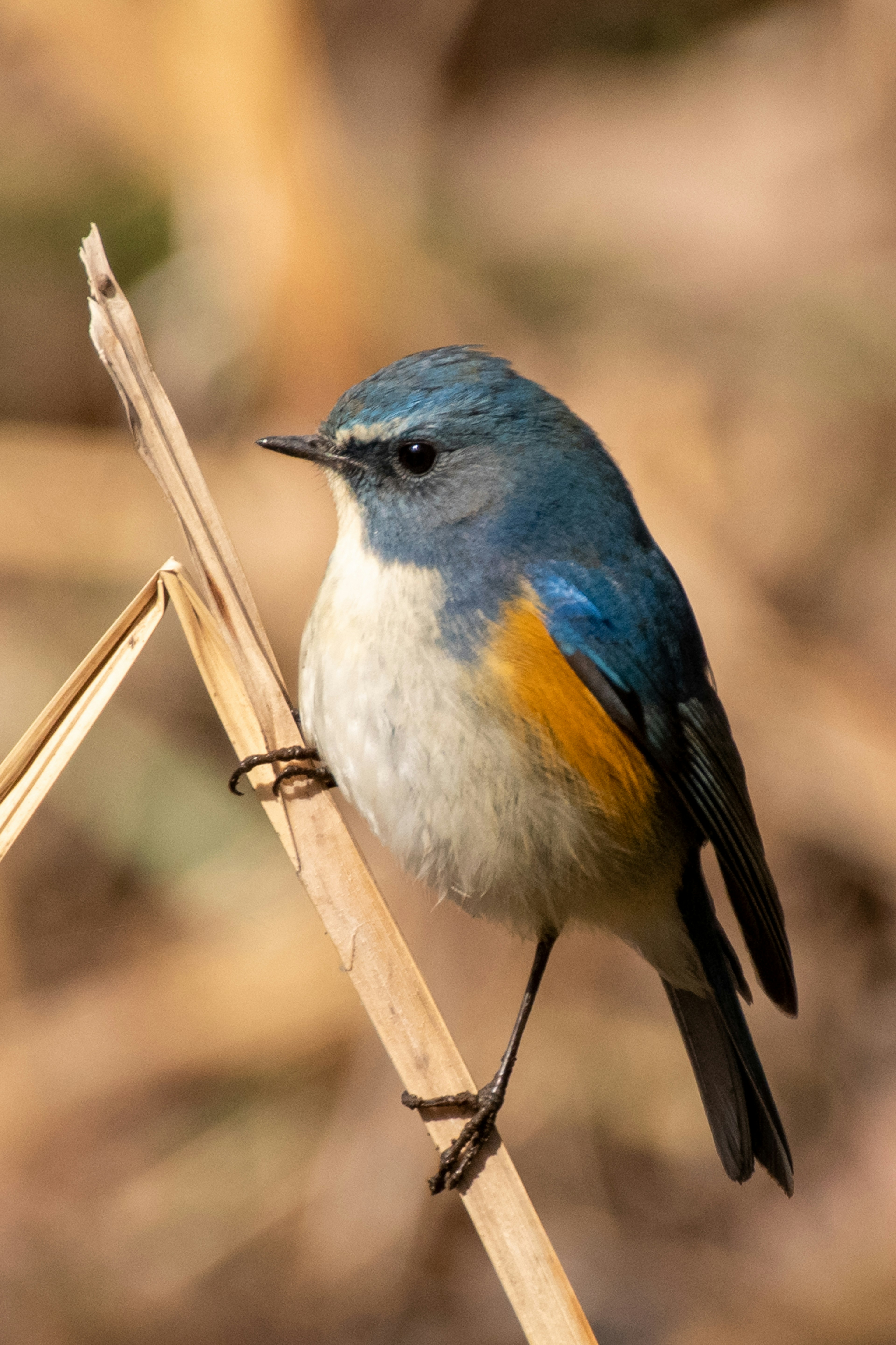 Un pequeño pájaro con plumas azules y un vientre naranja posado en un tallo