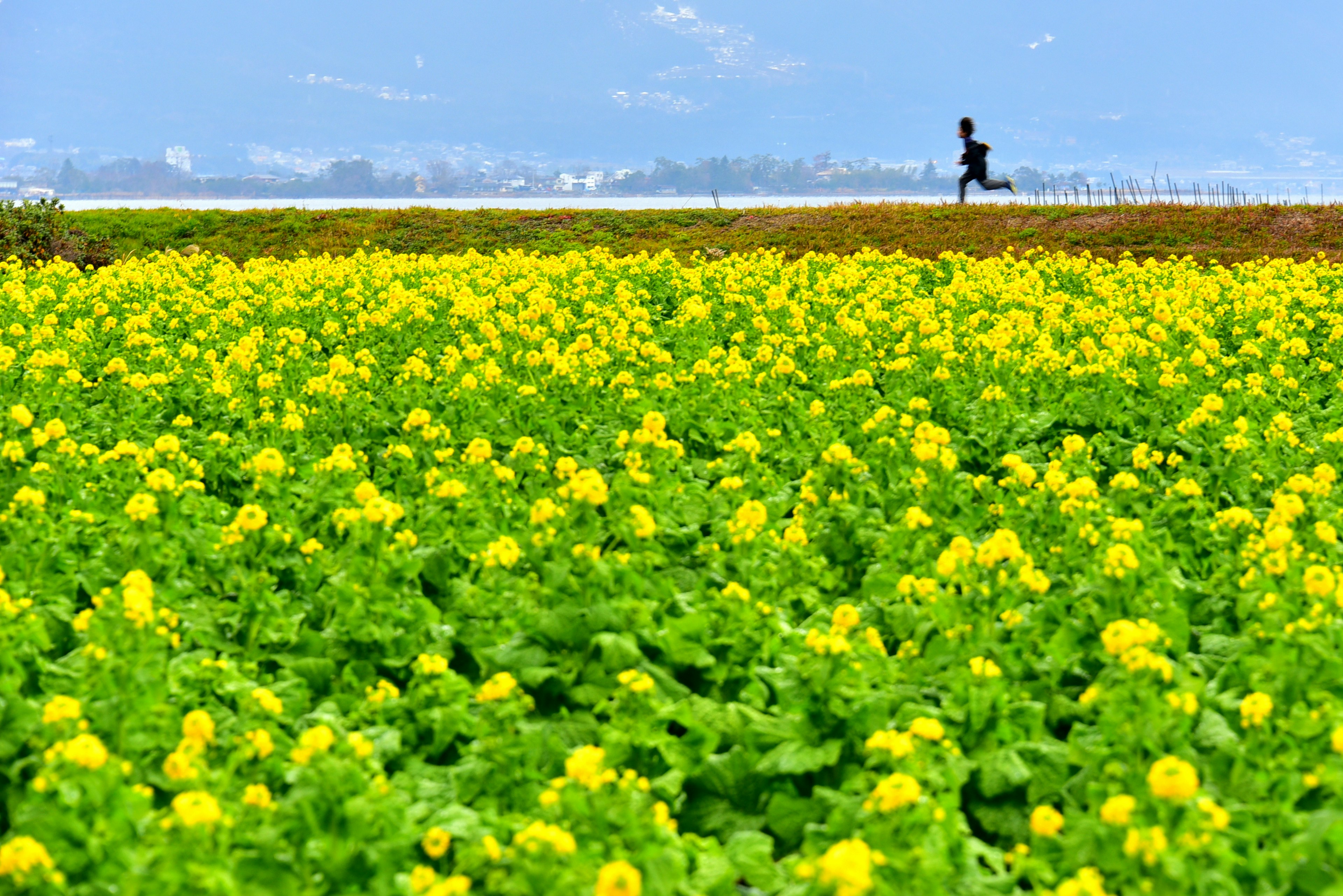 คนที่วิ่งผ่านทุ่งดอกไม้สีเหลืองกว้างใหญ่