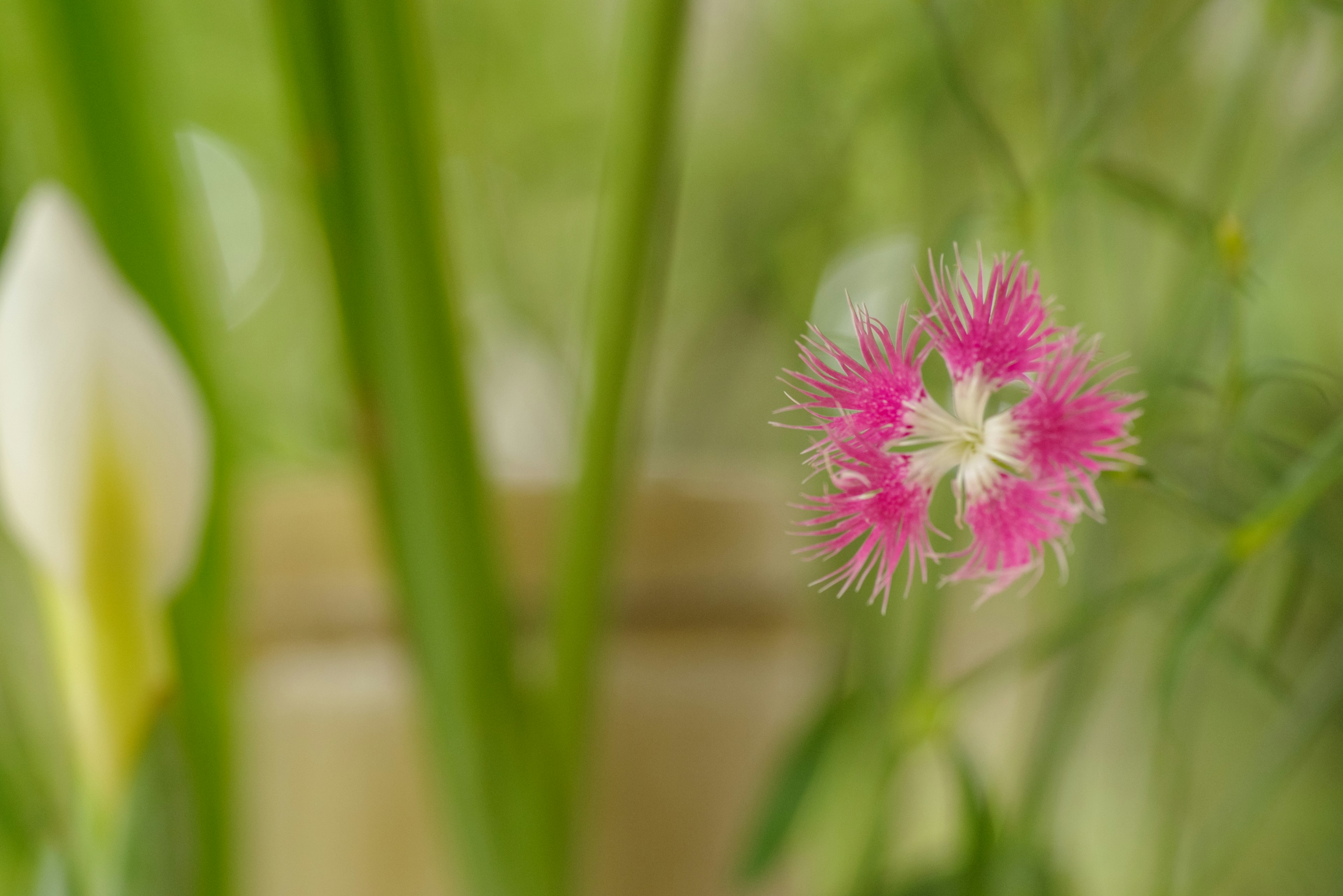 Vibrant pink flower standing out against a green background