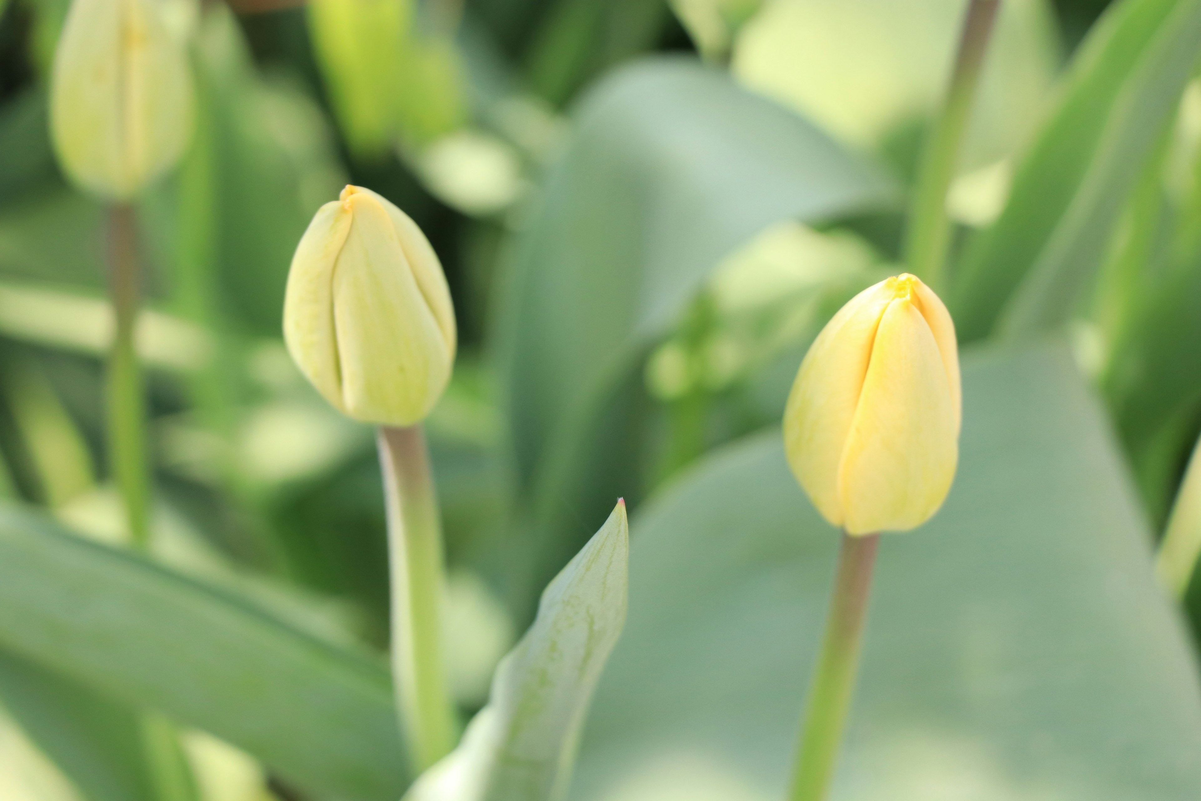 Buds de tulipanes amarillos rodeados de hojas verdes