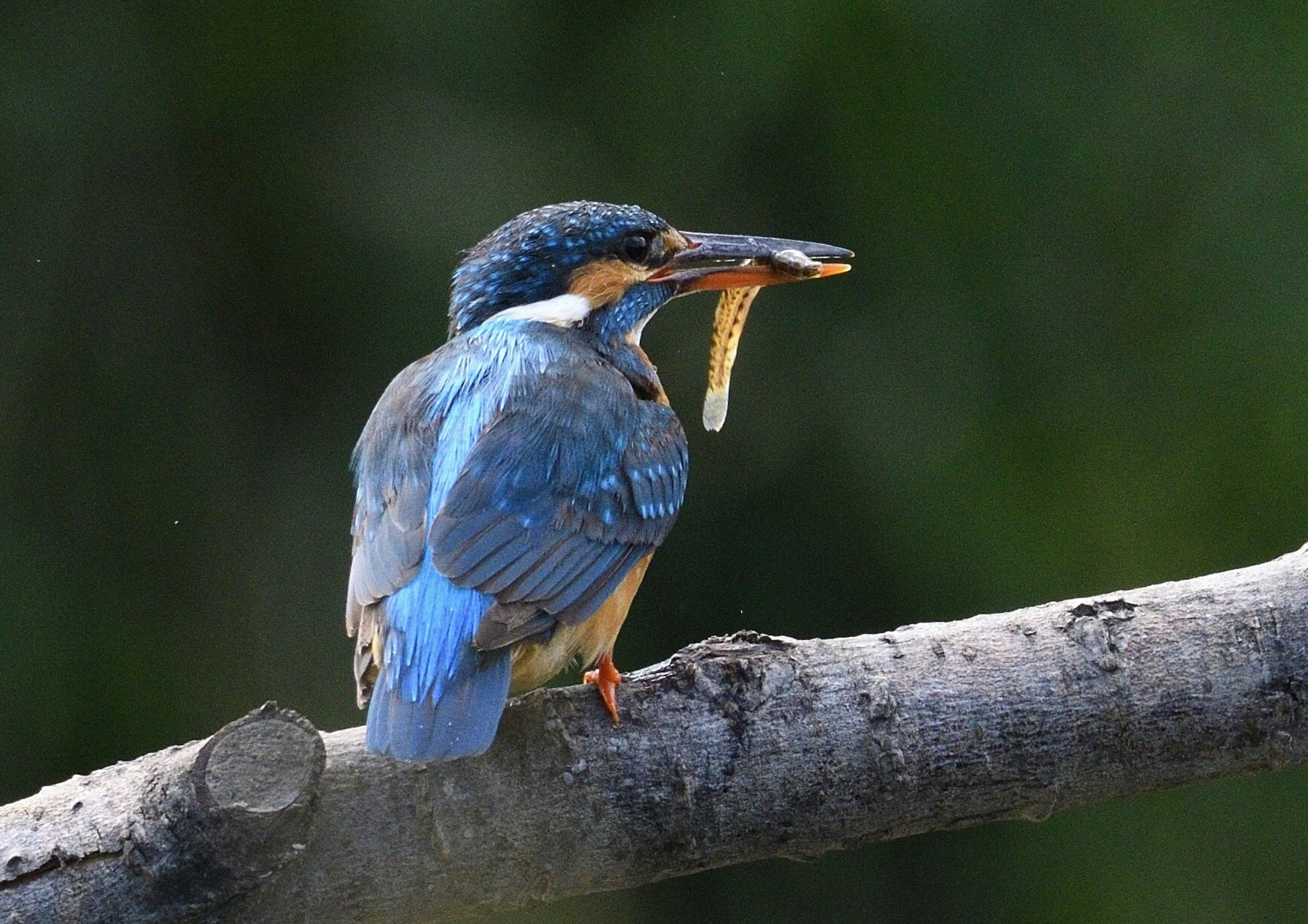 Seekor burung kingfisher berbulu biru bertengger di dahan memegang ikan