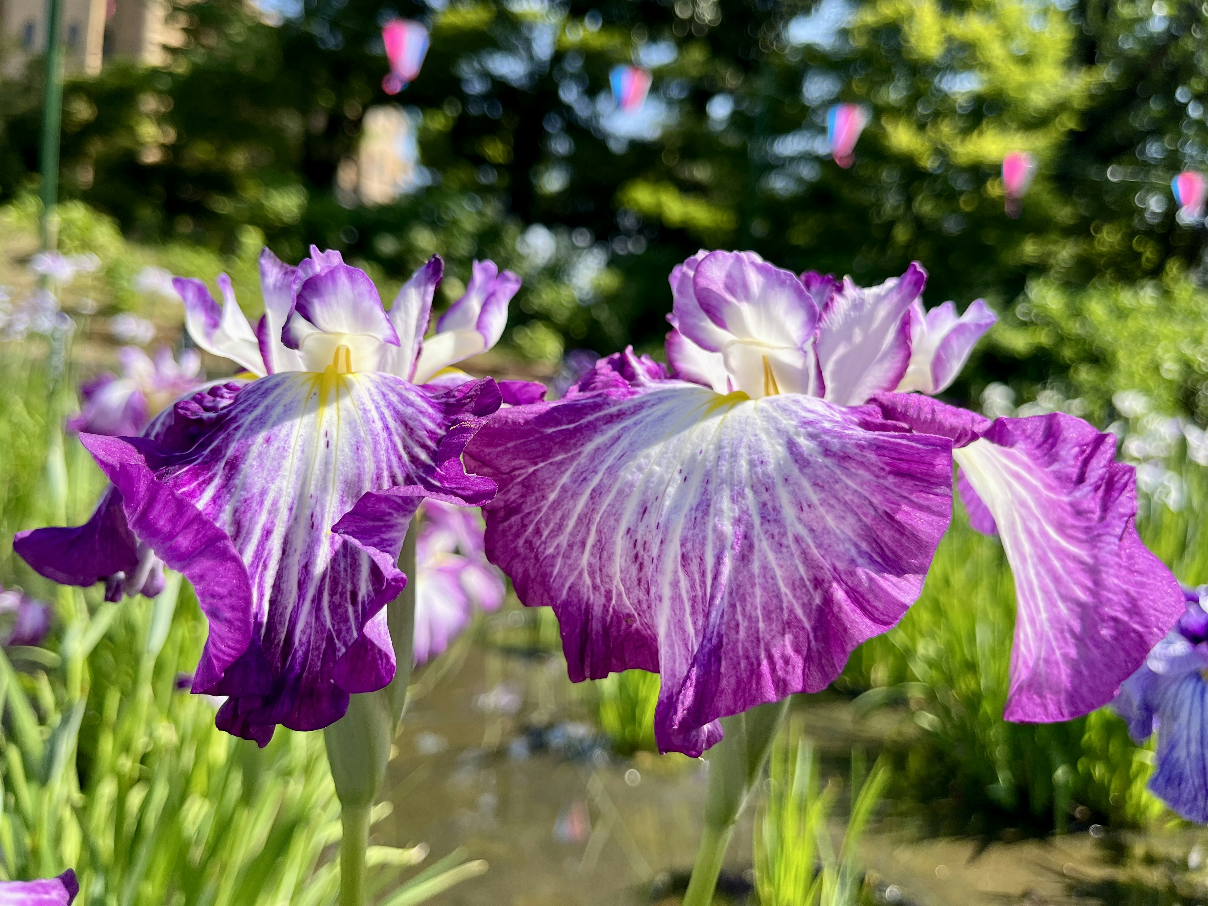 Lila Blumen blühen in einem Garten