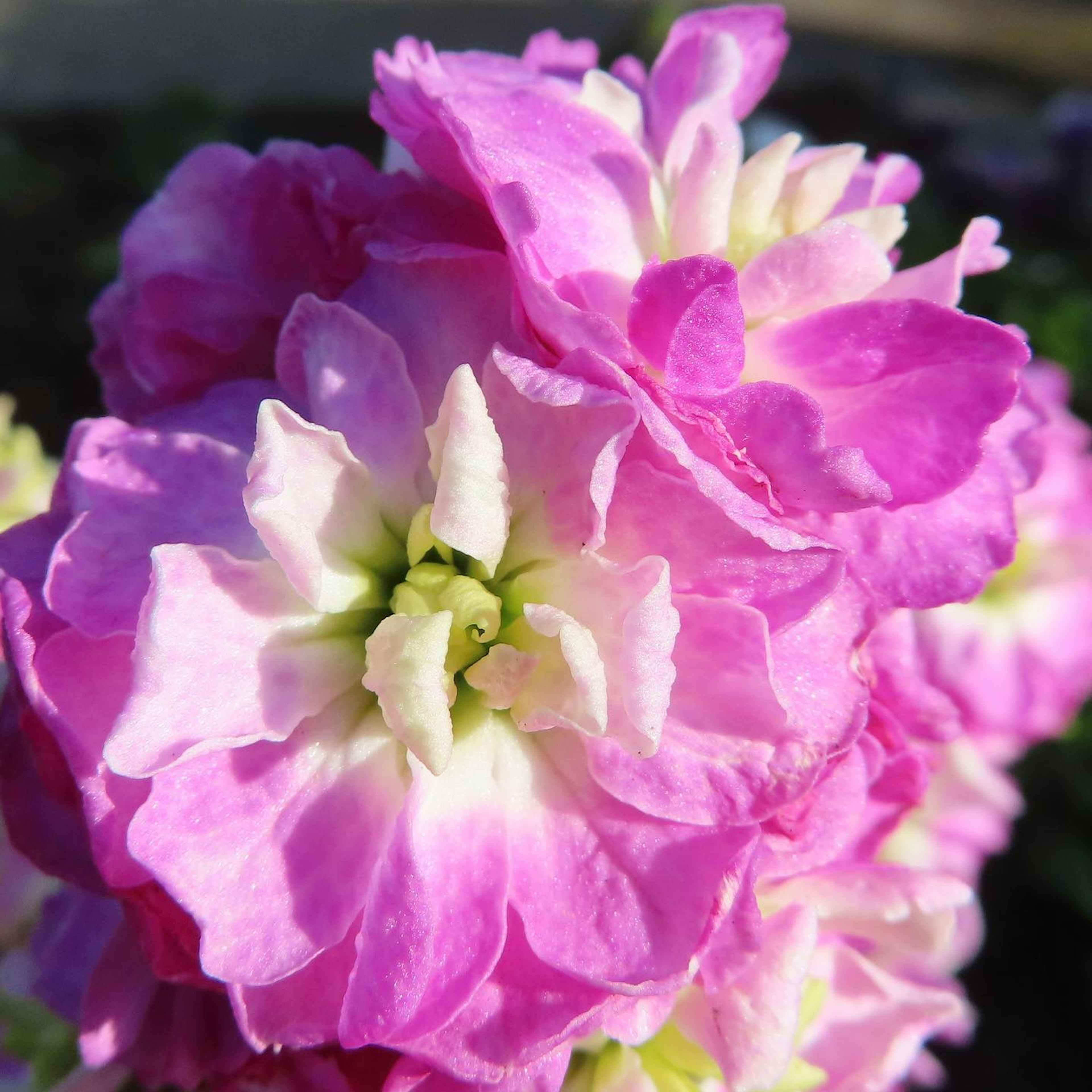 Acercamiento de una hermosa flor rosa con pétalos en capas