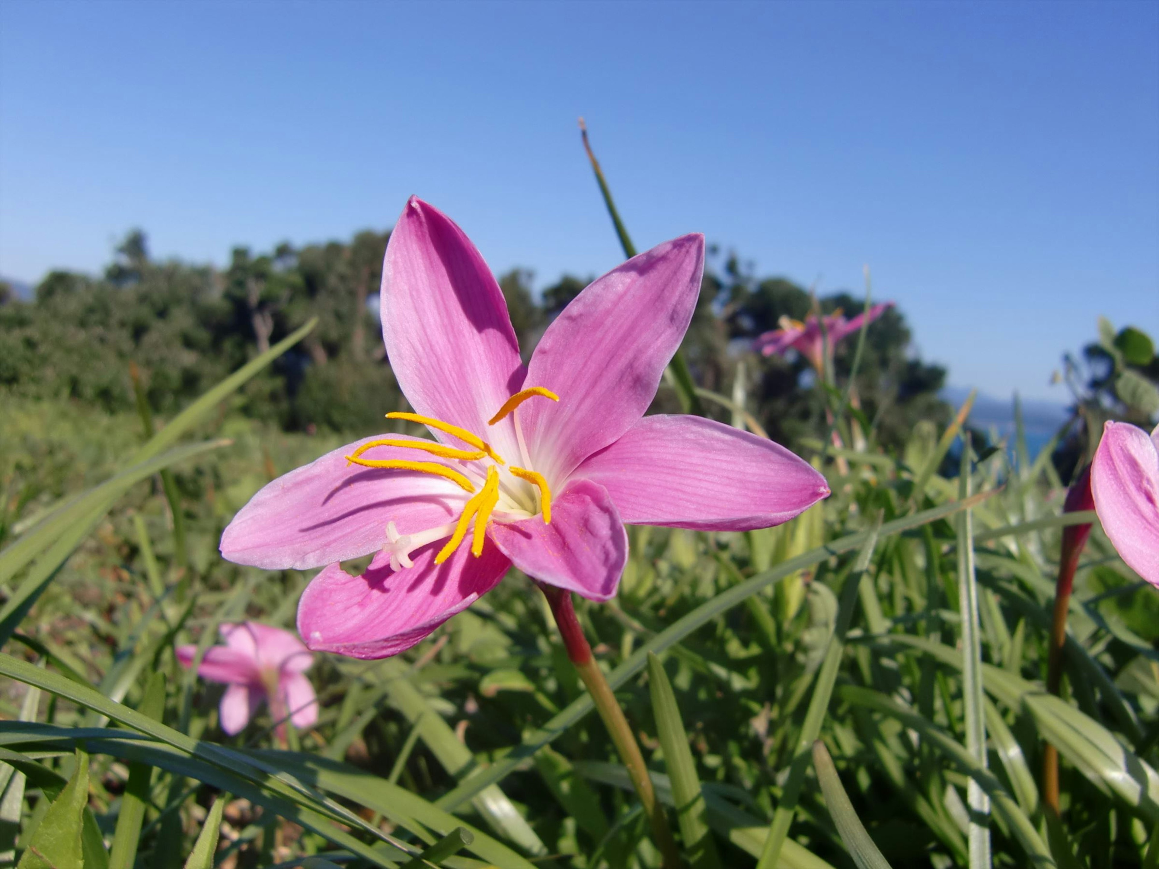 Una flor rosa floreciendo en un campo de hierba