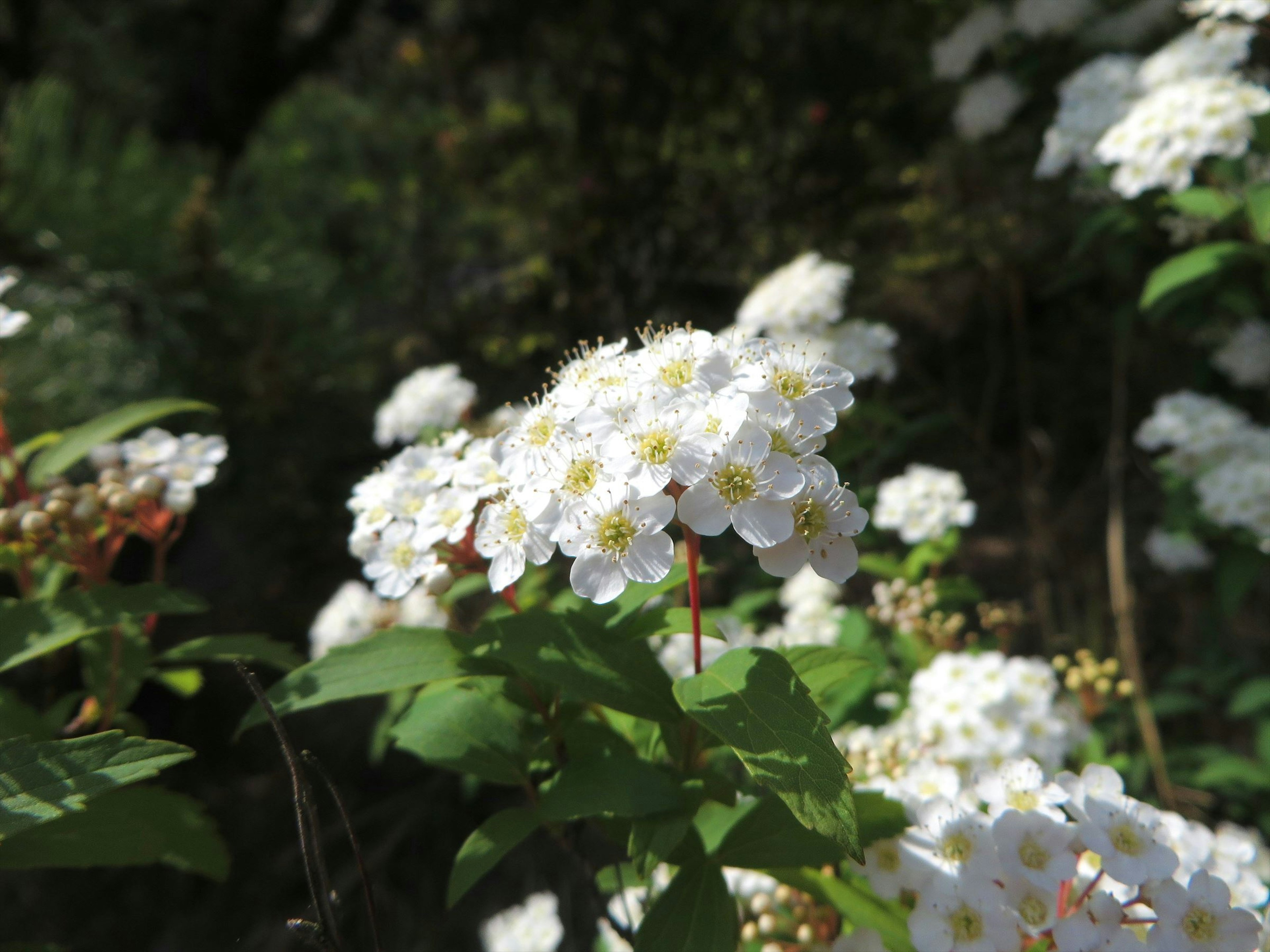 Nahaufnahme von weißen Blumen, die auf einer Pflanze blühen, umgeben von grünen Blättern