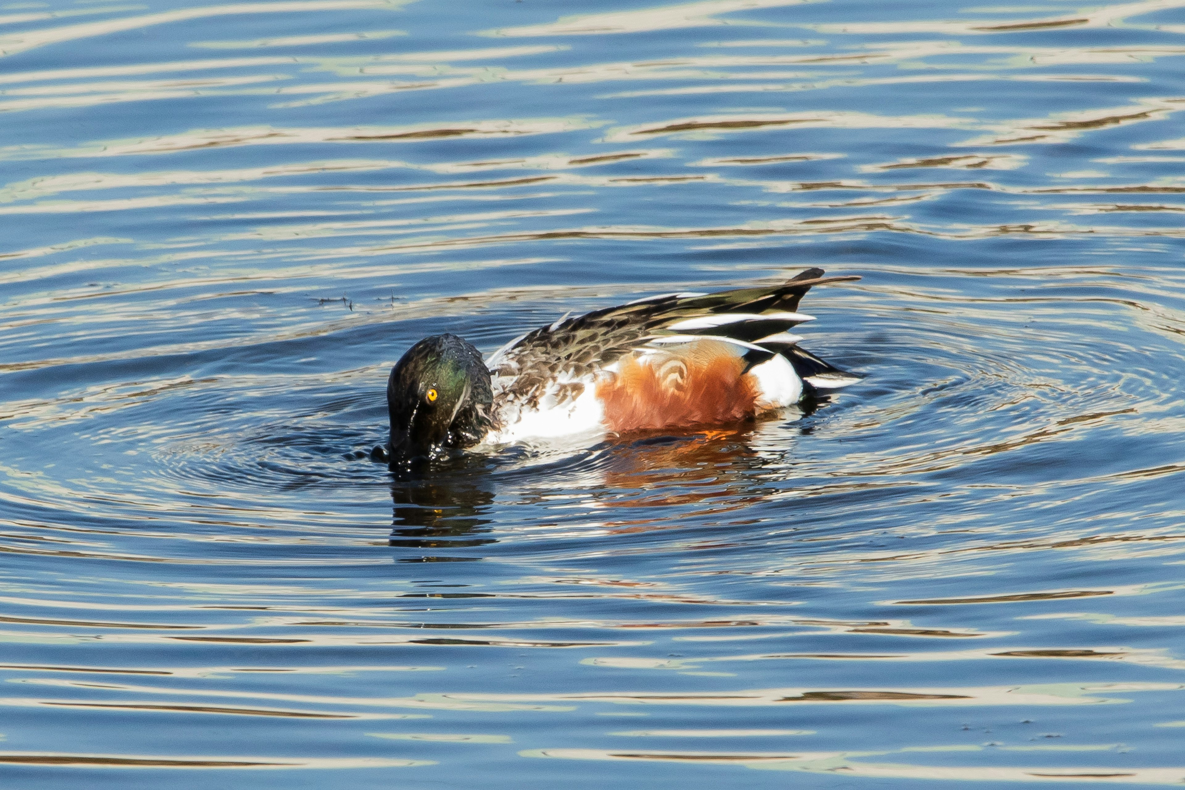 Un pato cuchara nadando en agua ondulada mostrando un plumaje vibrante