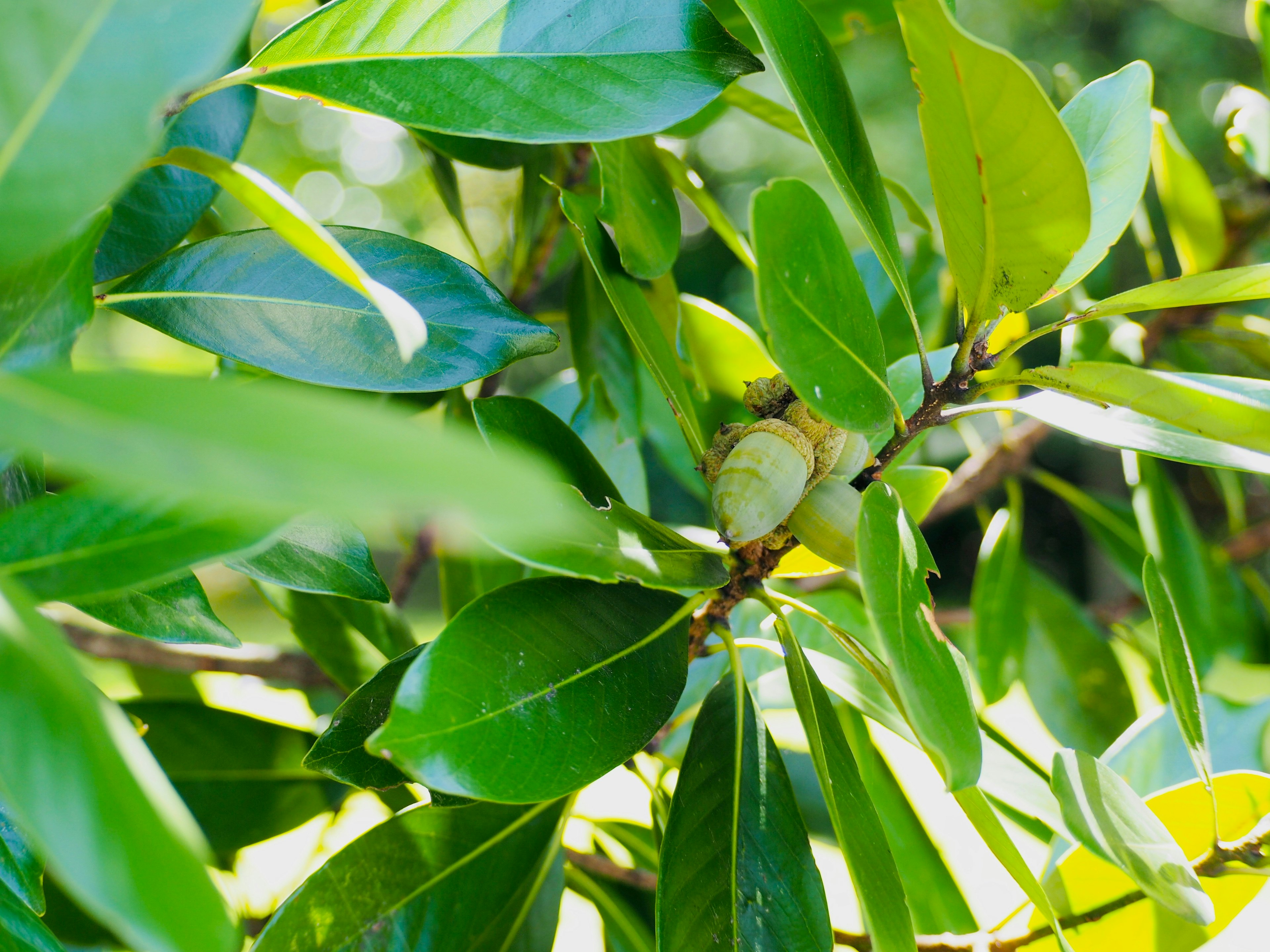 Gros plan sur un fruit entouré de feuilles vertes