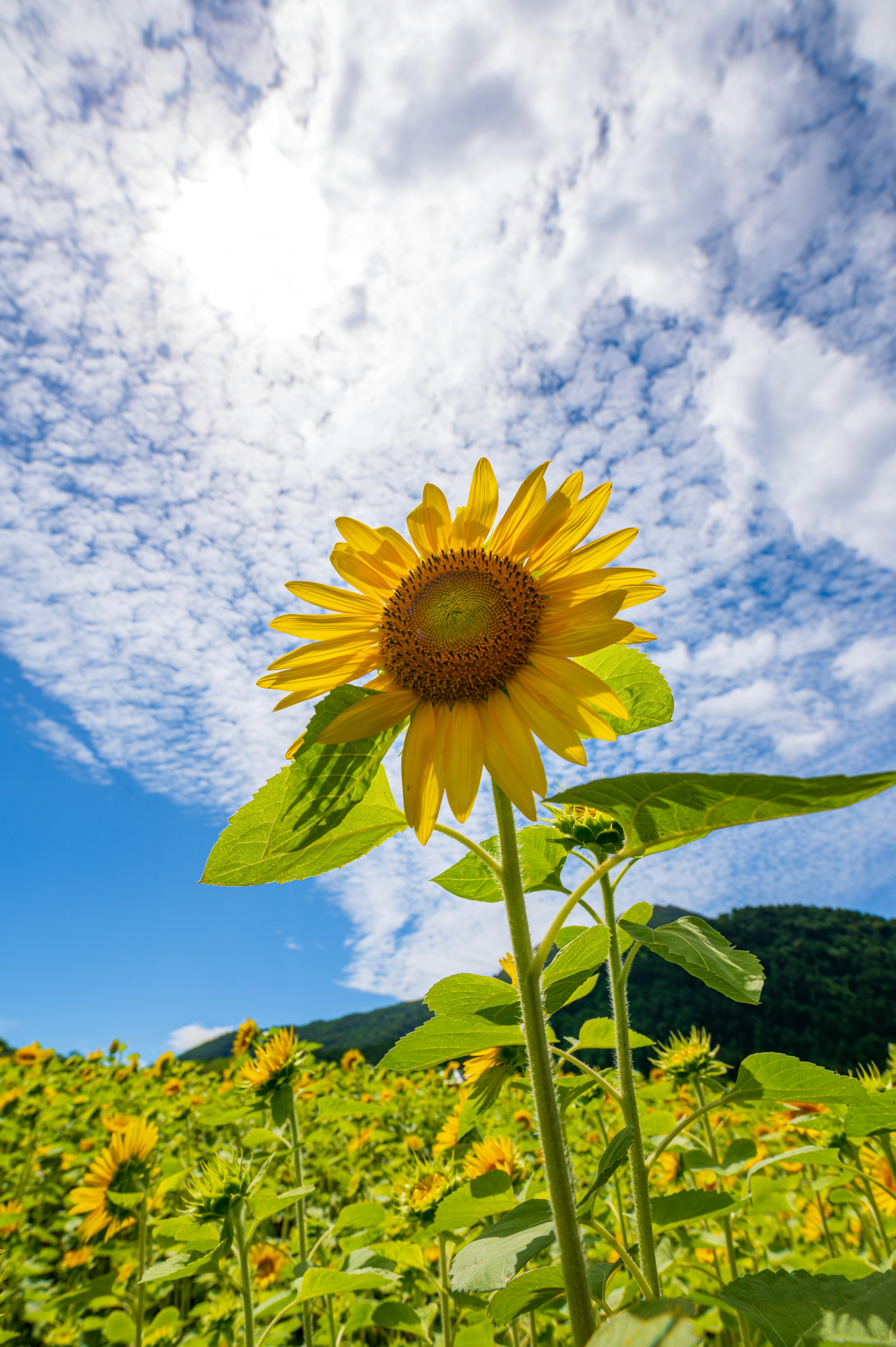 Gros plan sur un tournesol sous un ciel bleu