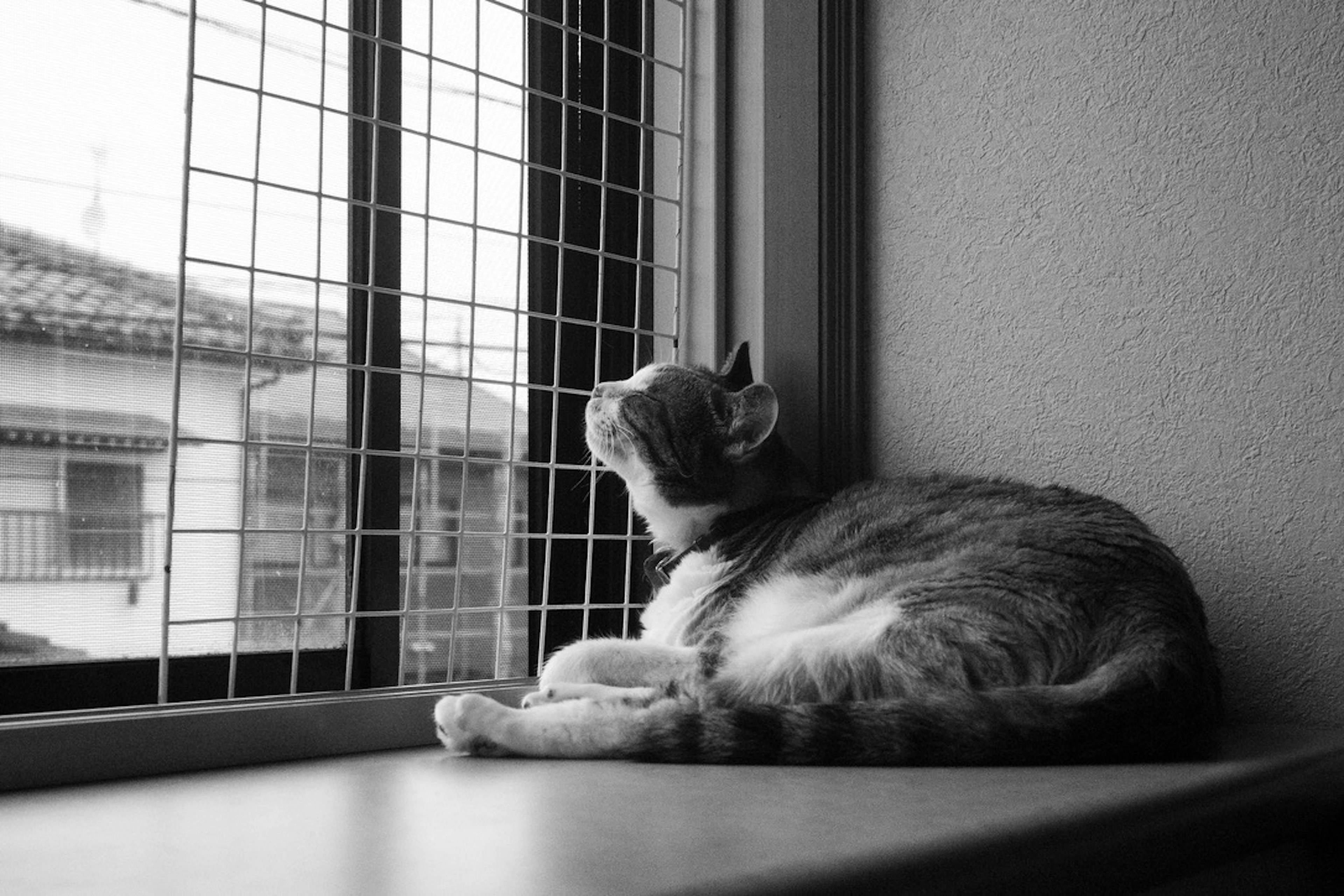 Une photo en noir et blanc d'un chat regardant par la fenêtre