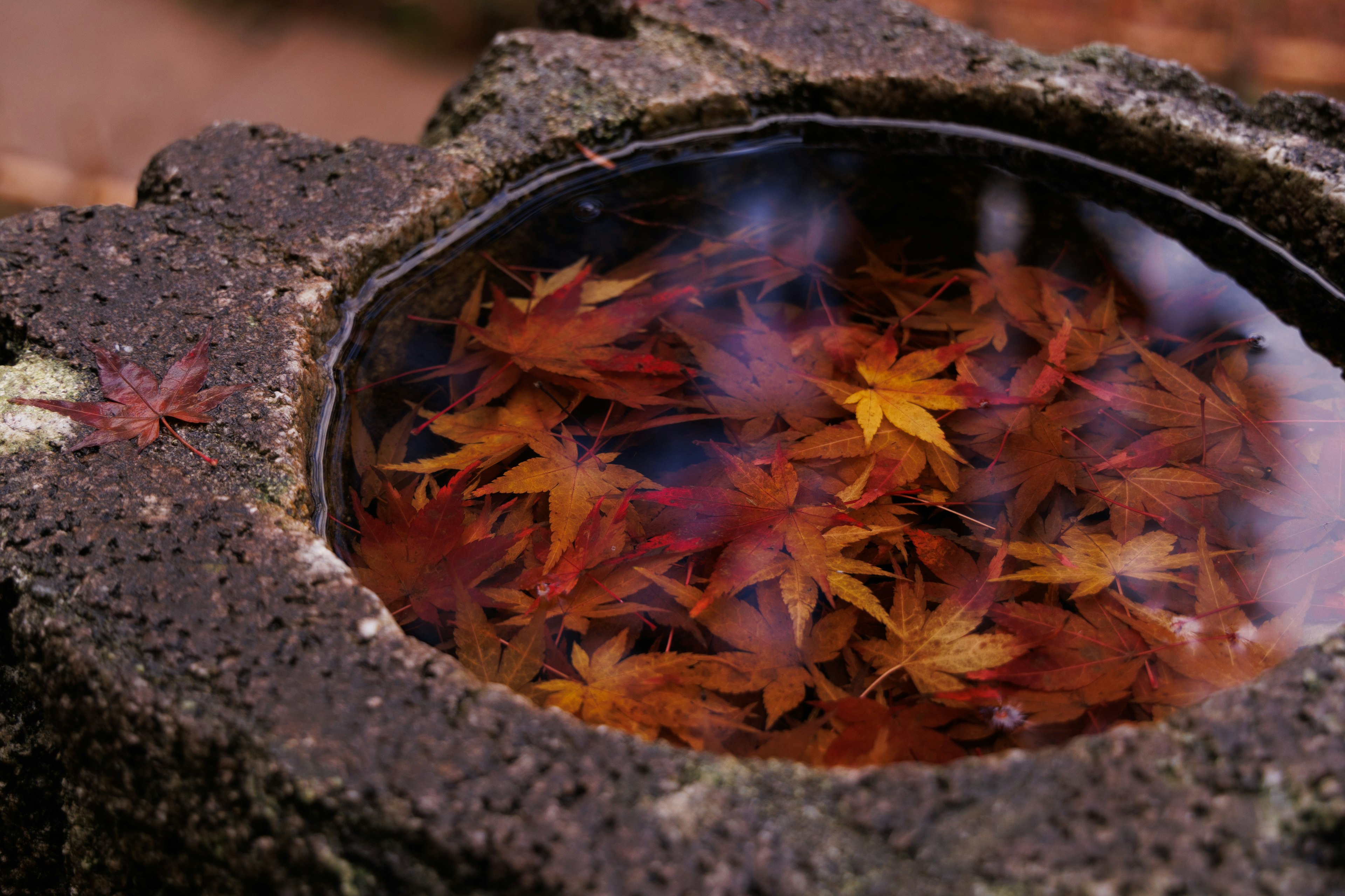 A stone basin filled with colorful autumn leaves