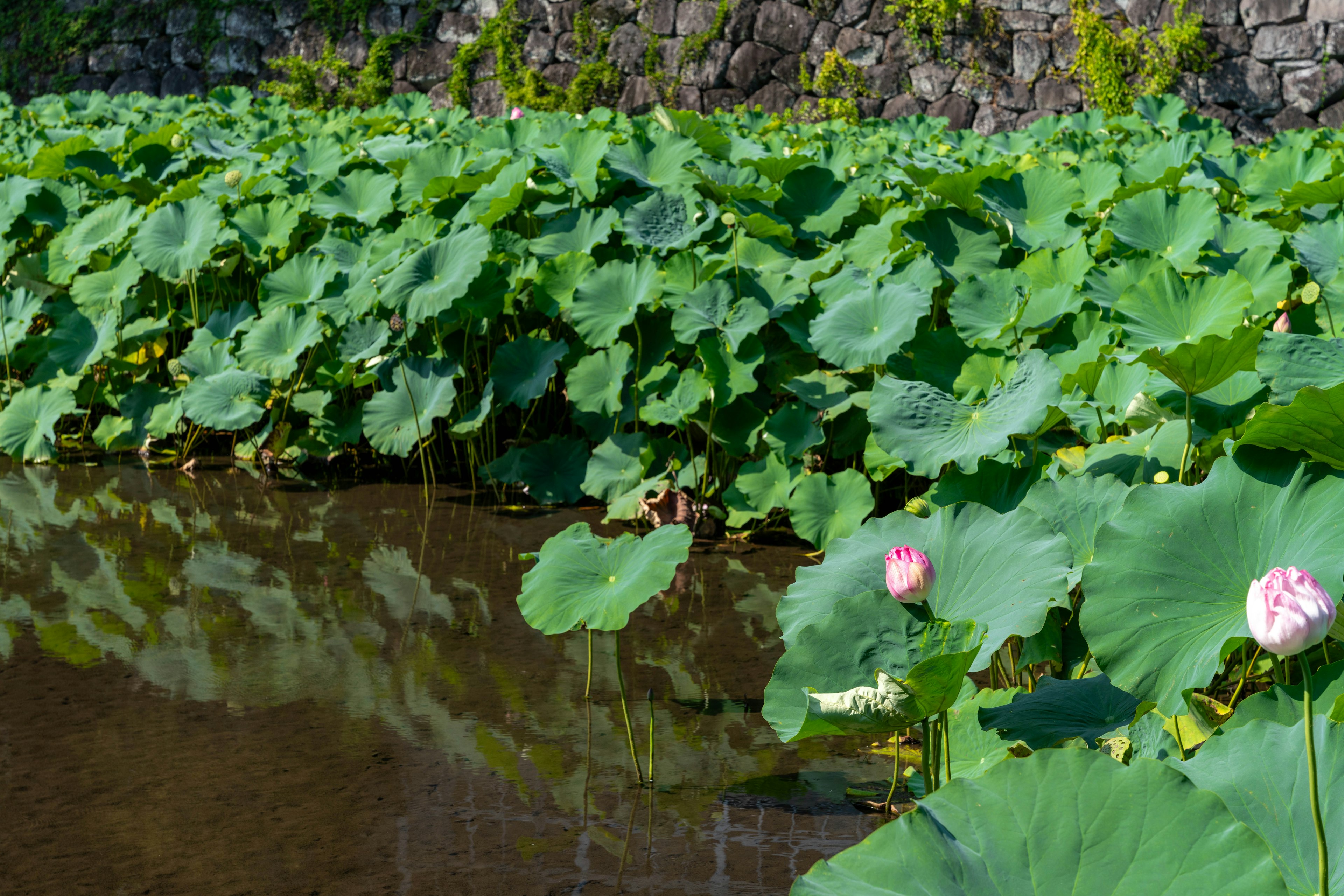 池中漂浮的绿色莲叶和粉色花朵