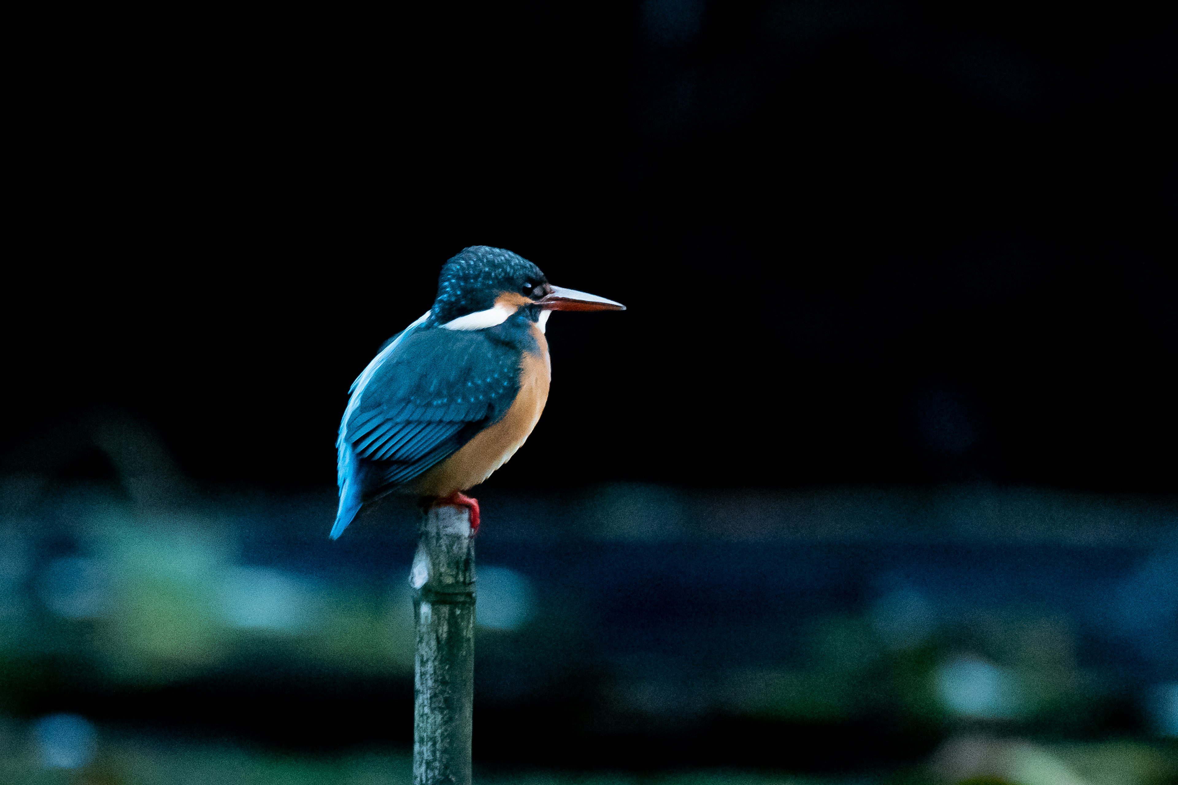 Un kingfisher con piume blu e pancia arancione posato su un palo di legno