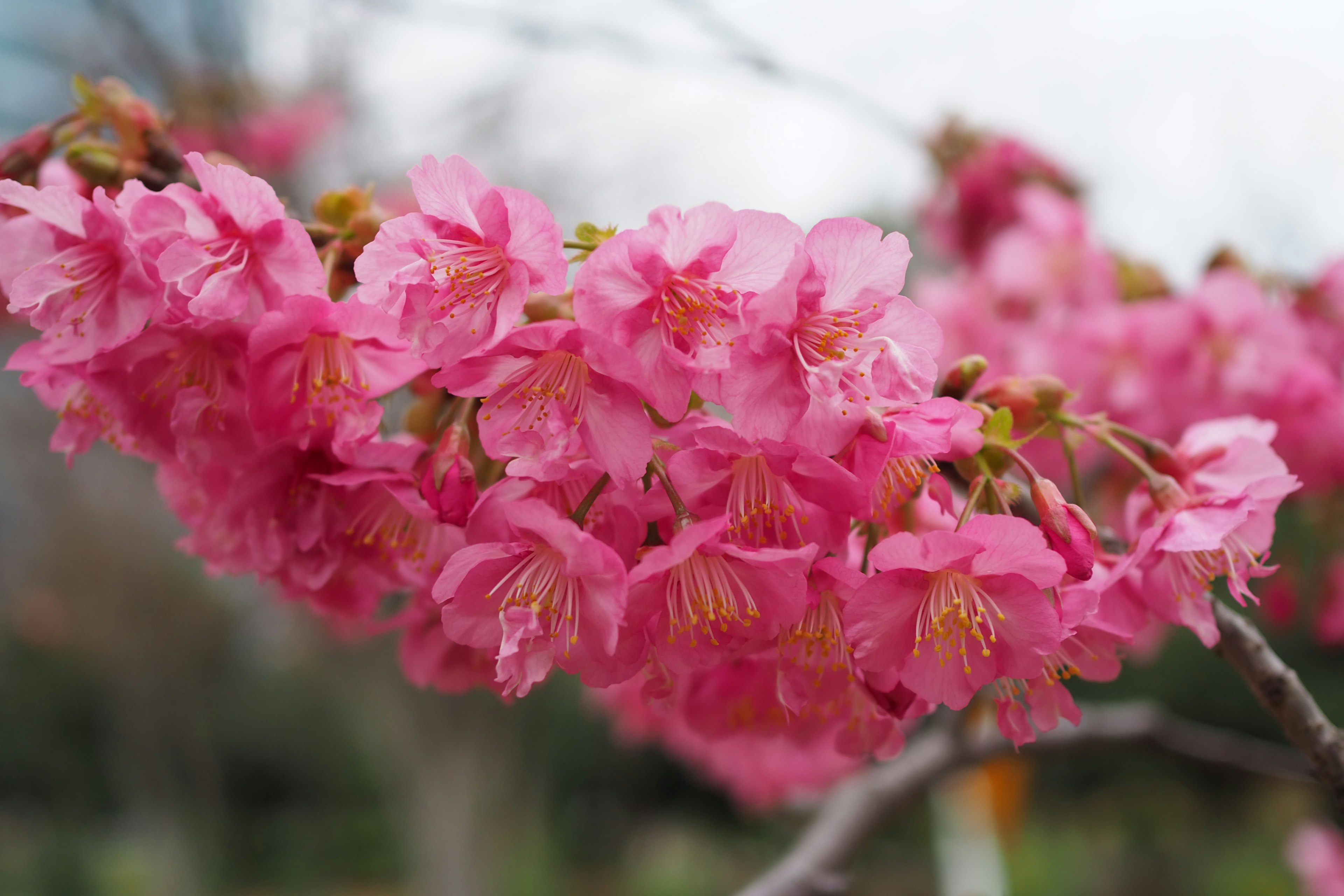 桜の花が咲いている枝のクローズアップ