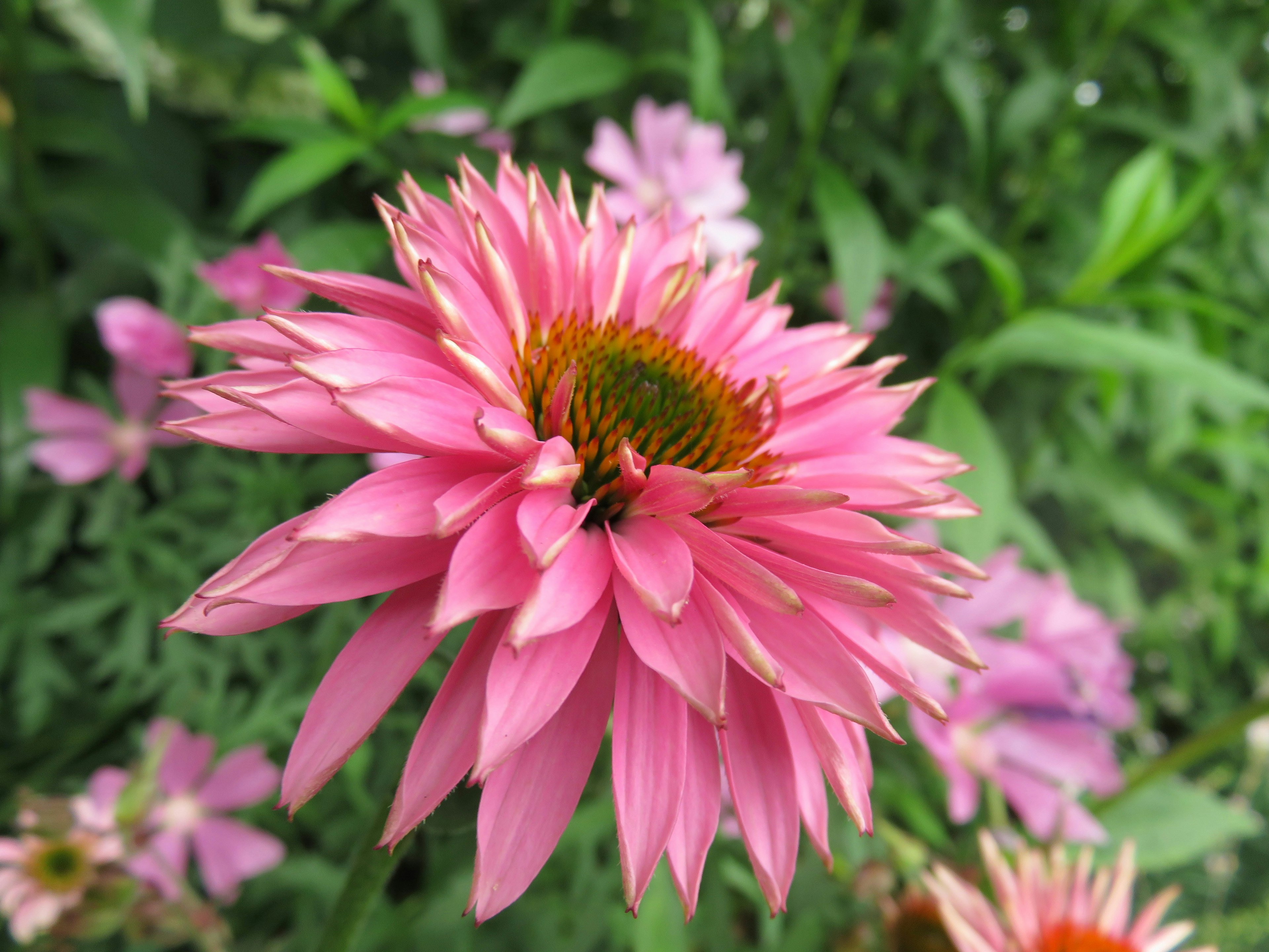 Flor rosa vibrante con follaje verde de fondo