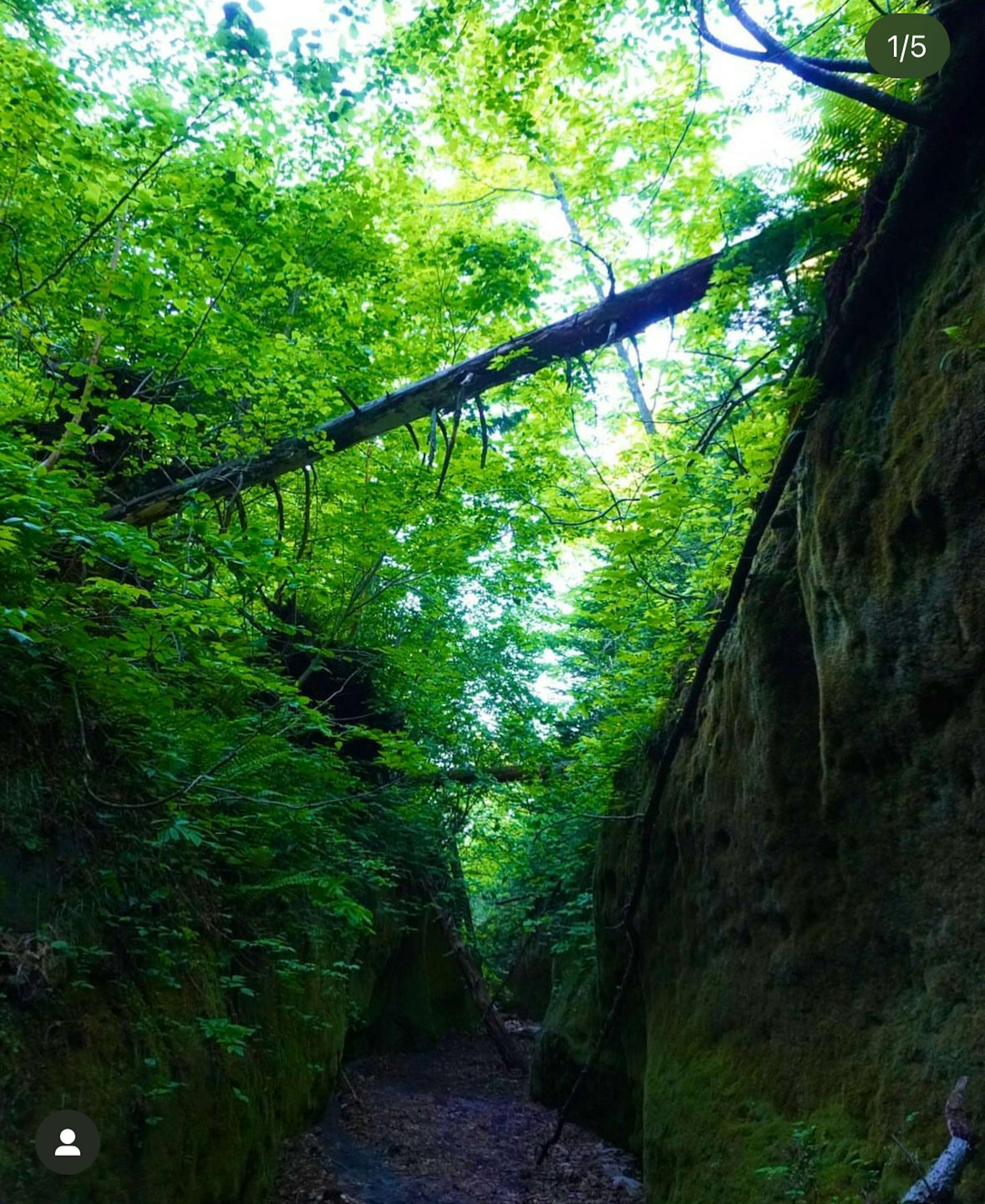 Caminito estrecho en un cañón verde con grandes ramas de árbol