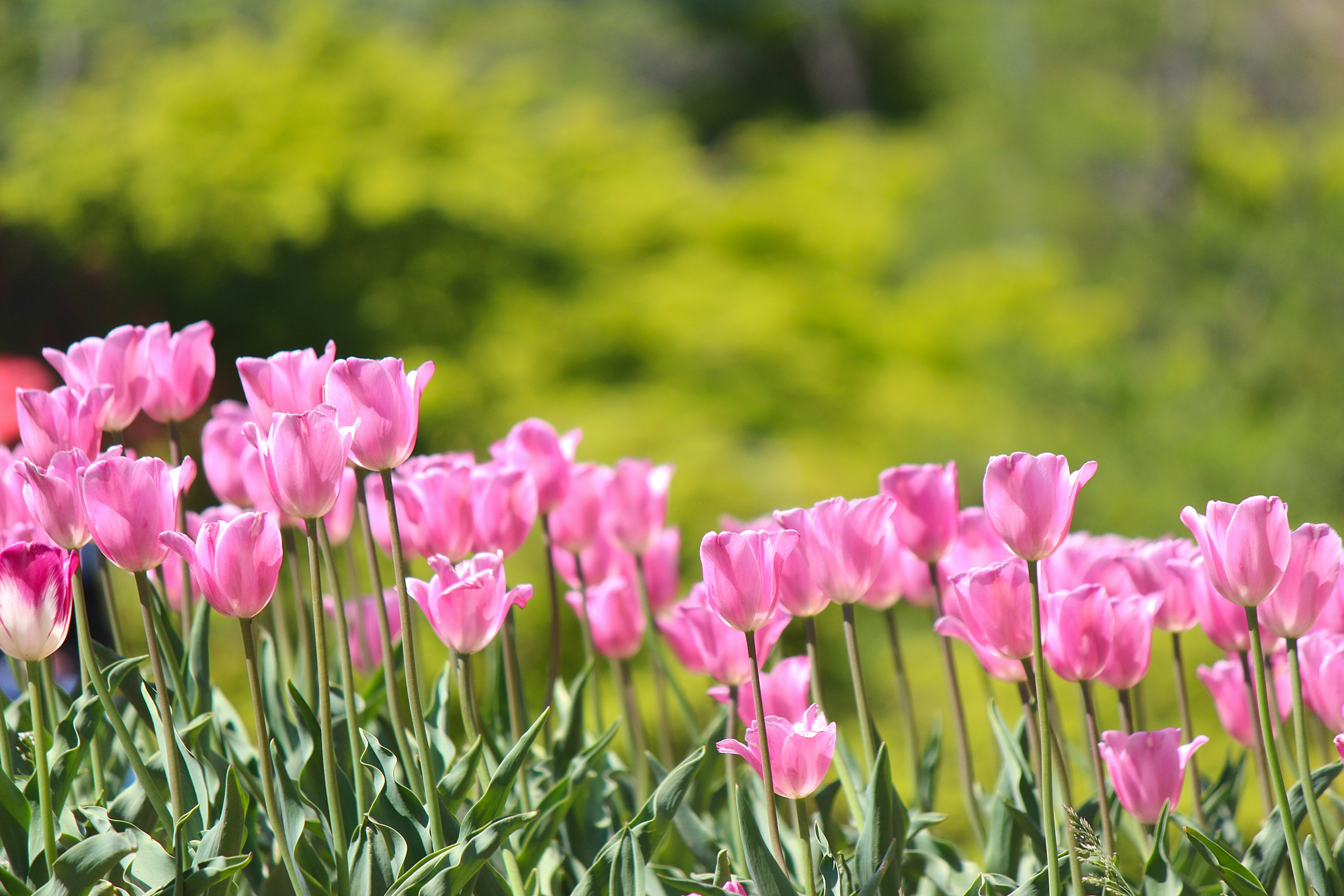 Tulip merah muda yang cerah mekar di taman