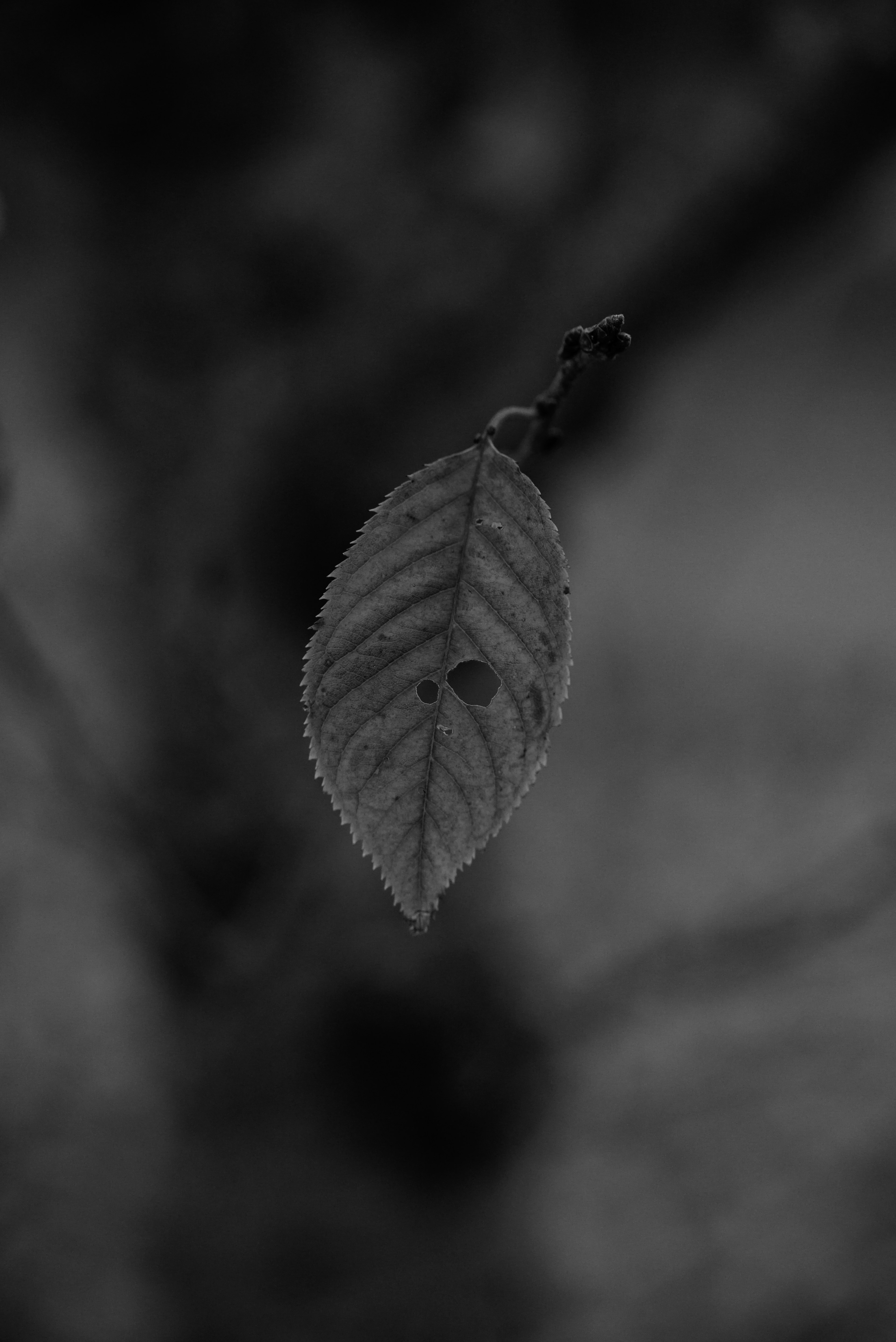 A single leaf floating against a black and white background