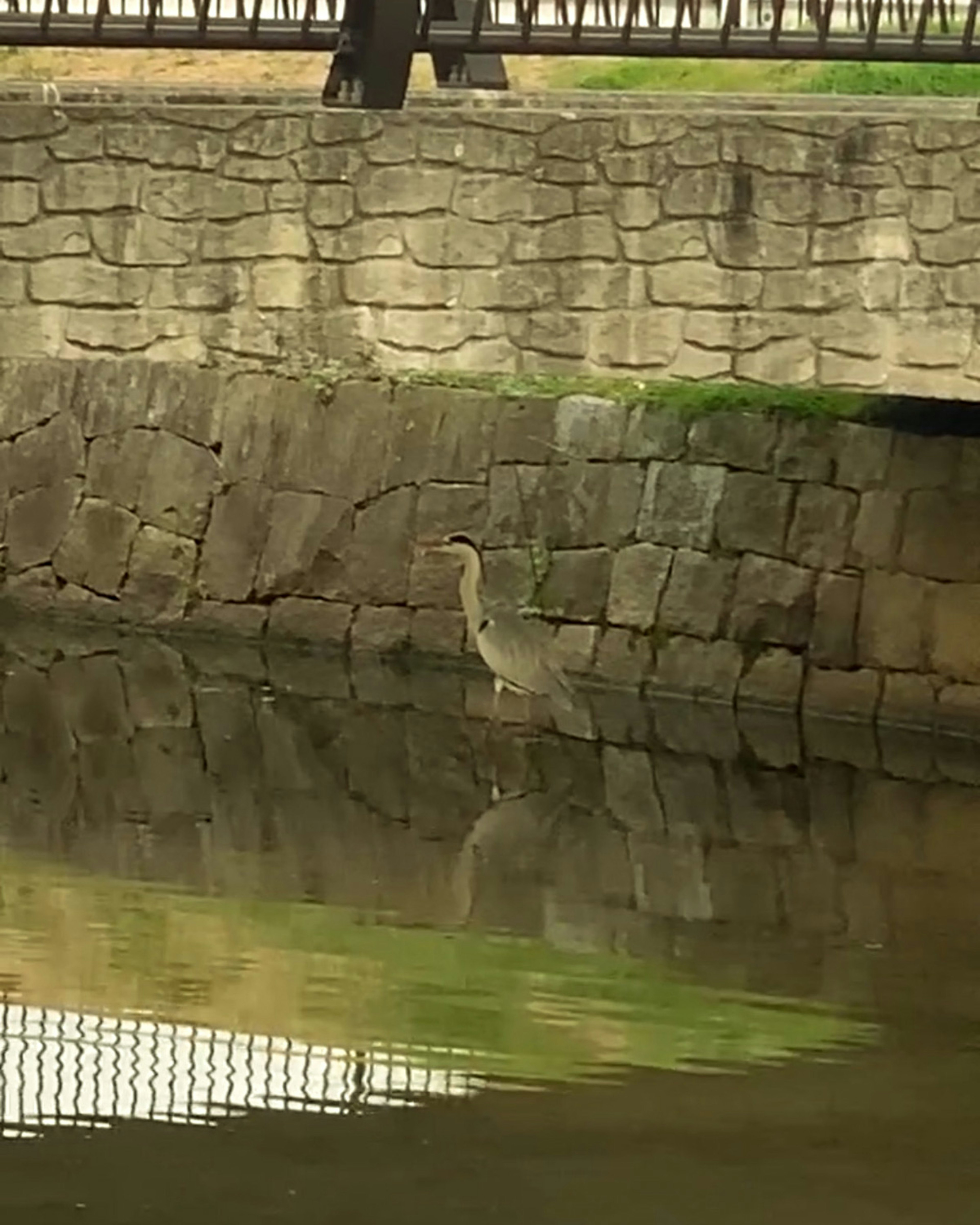 Image of a bird standing by the water with a stone wall reflection