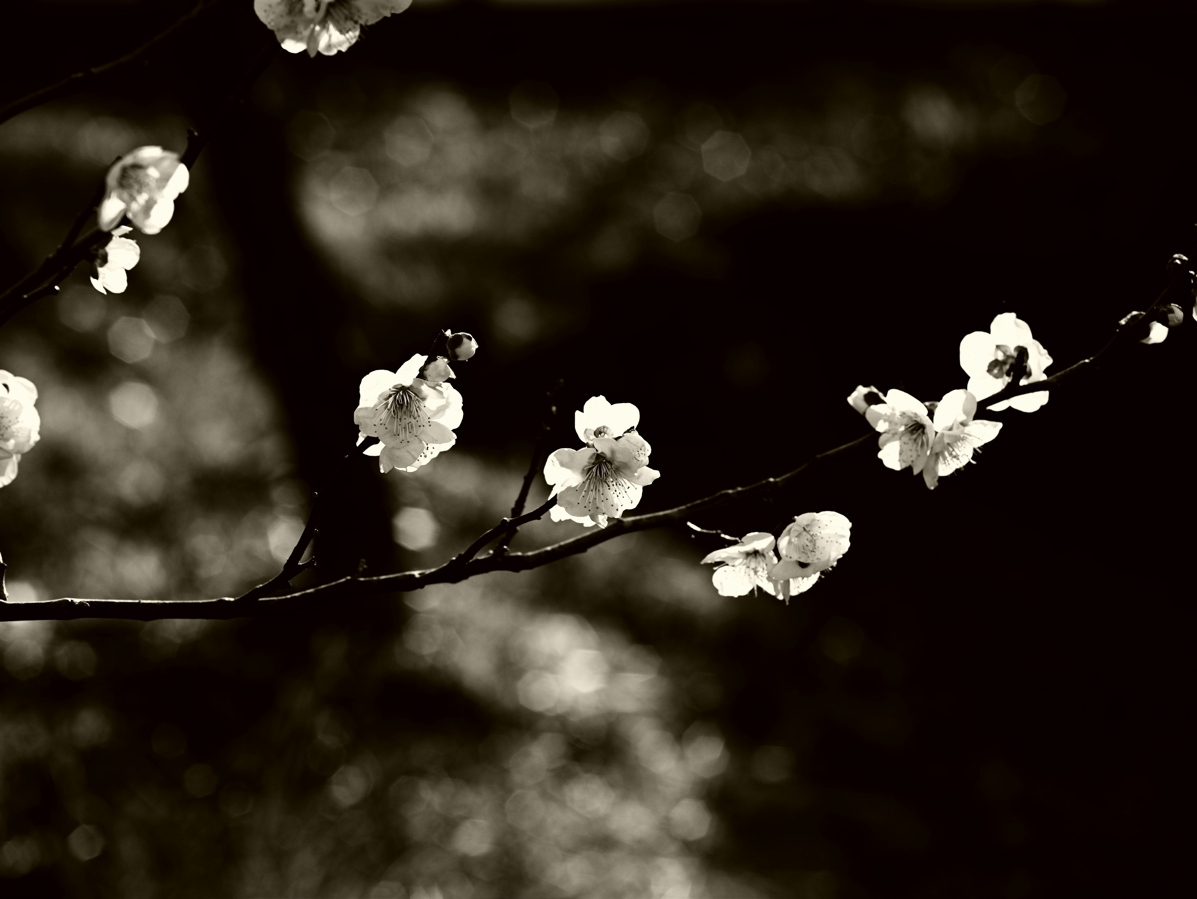 白い花が咲いている枝のモノクロ画像