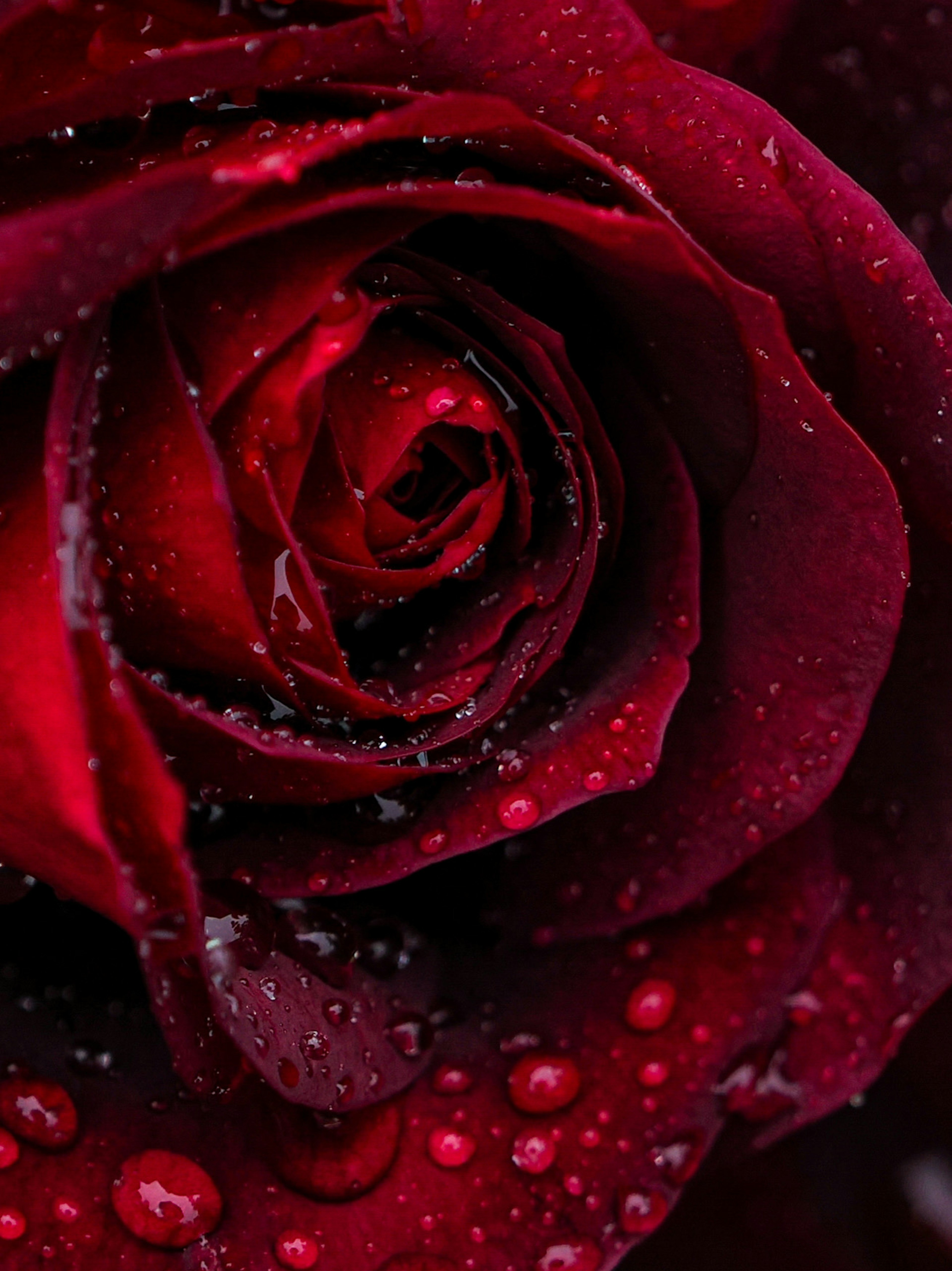 Primer plano de un pétalo de rosa roja profunda con gotas de agua