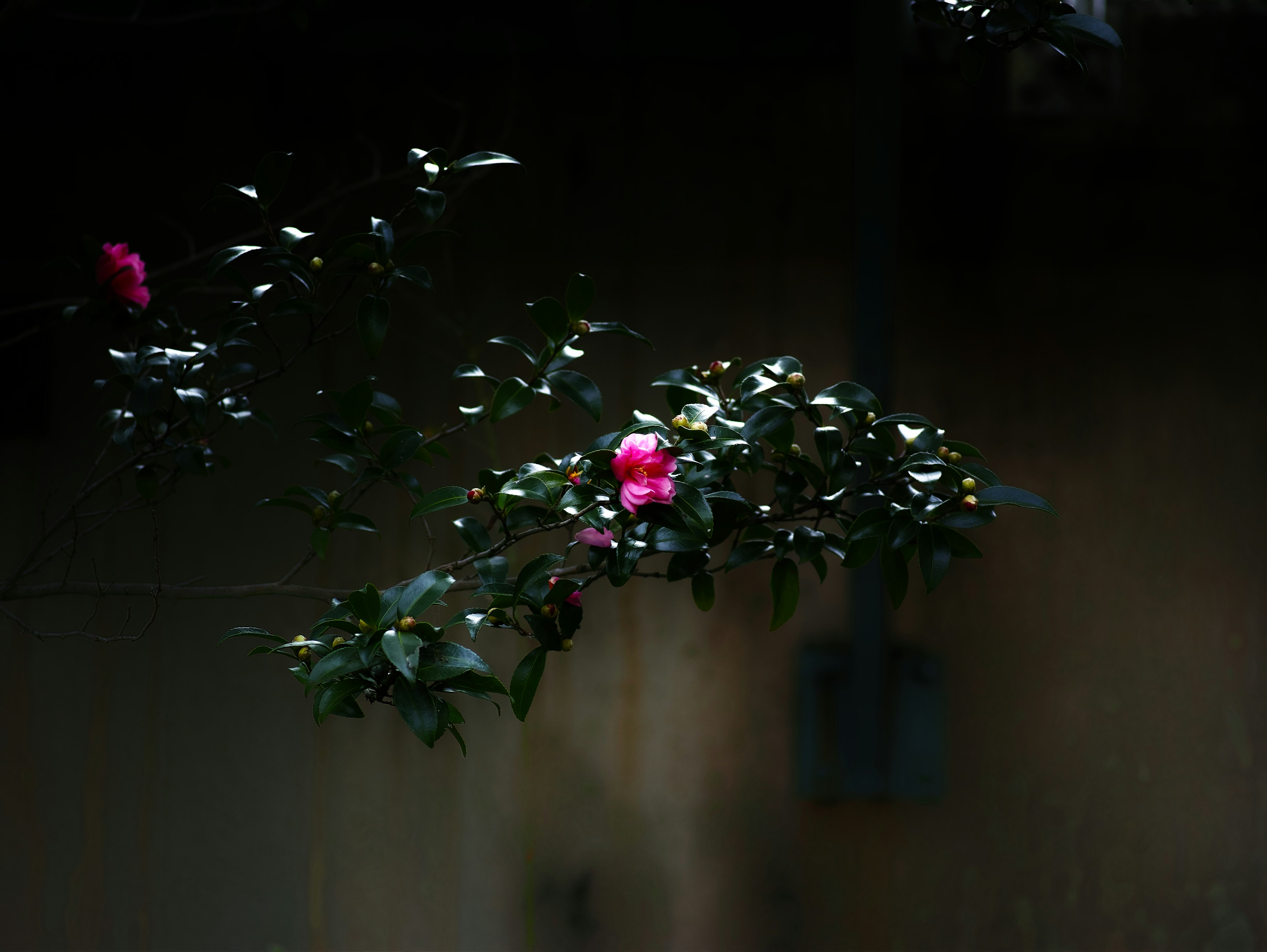 A branch with pink flowers and green leaves against a dark background