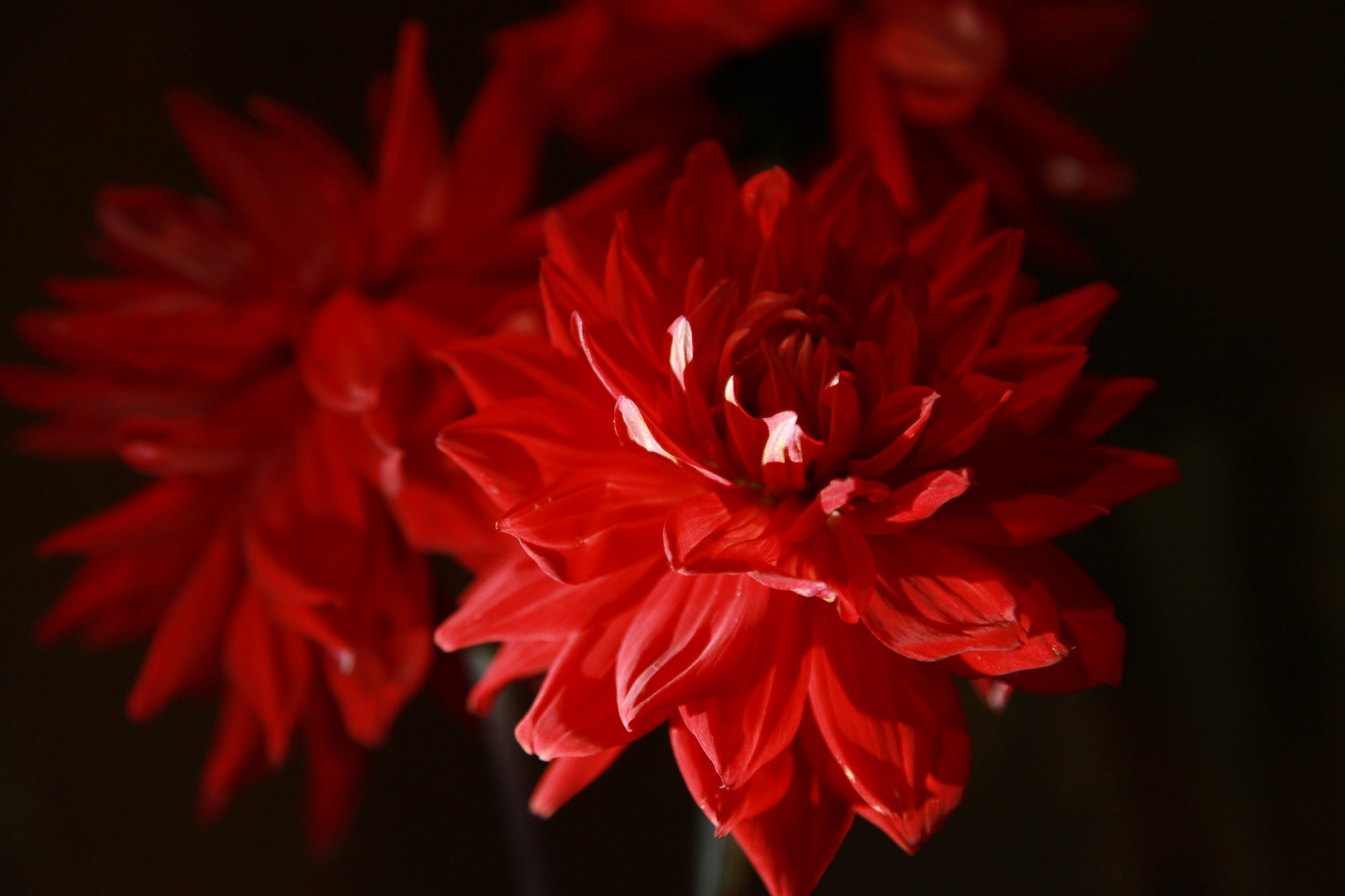 Close-up of vibrant red flowers with glossy petals and deep color