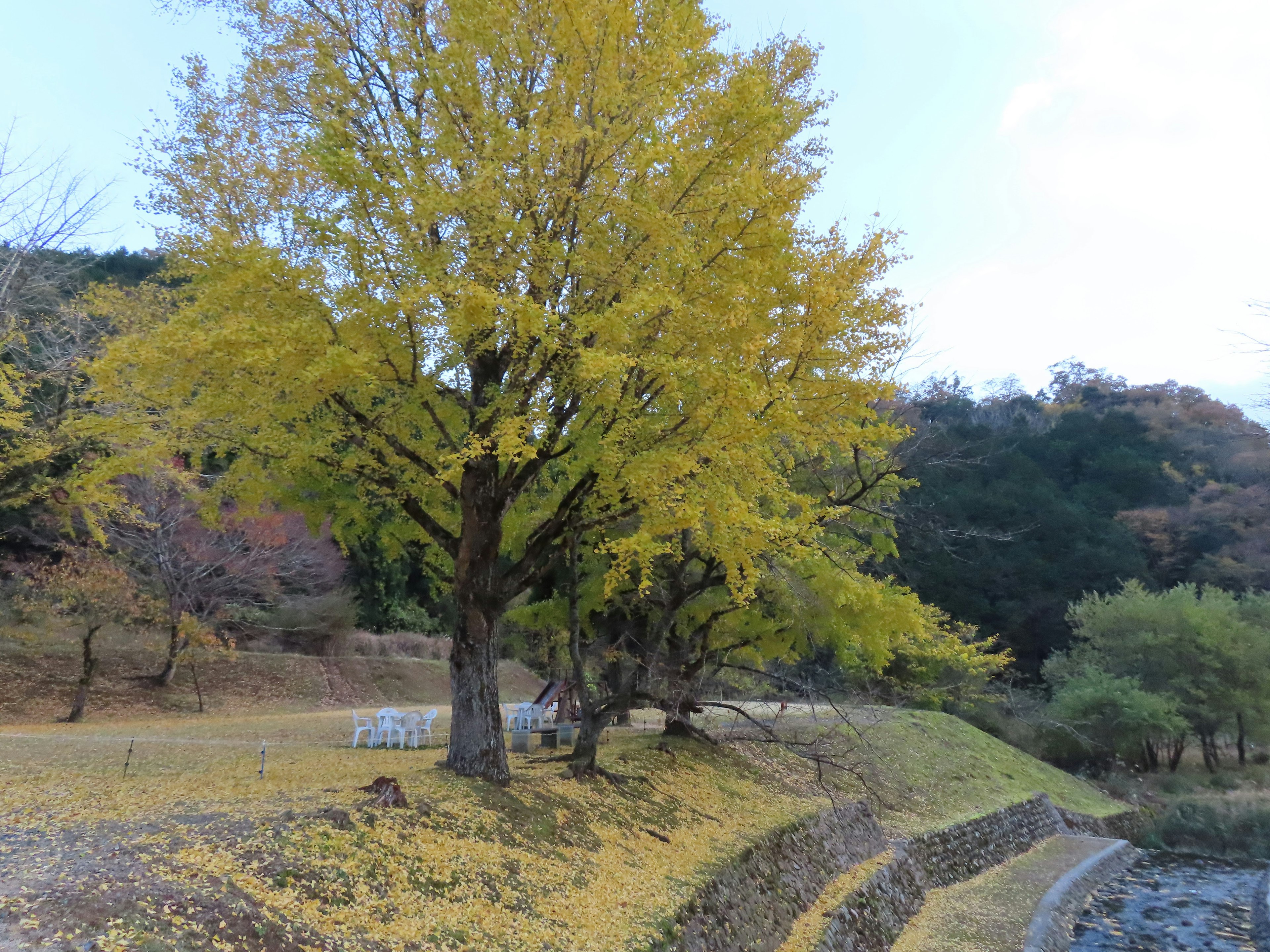 黄色いイチョウの木と川の風景