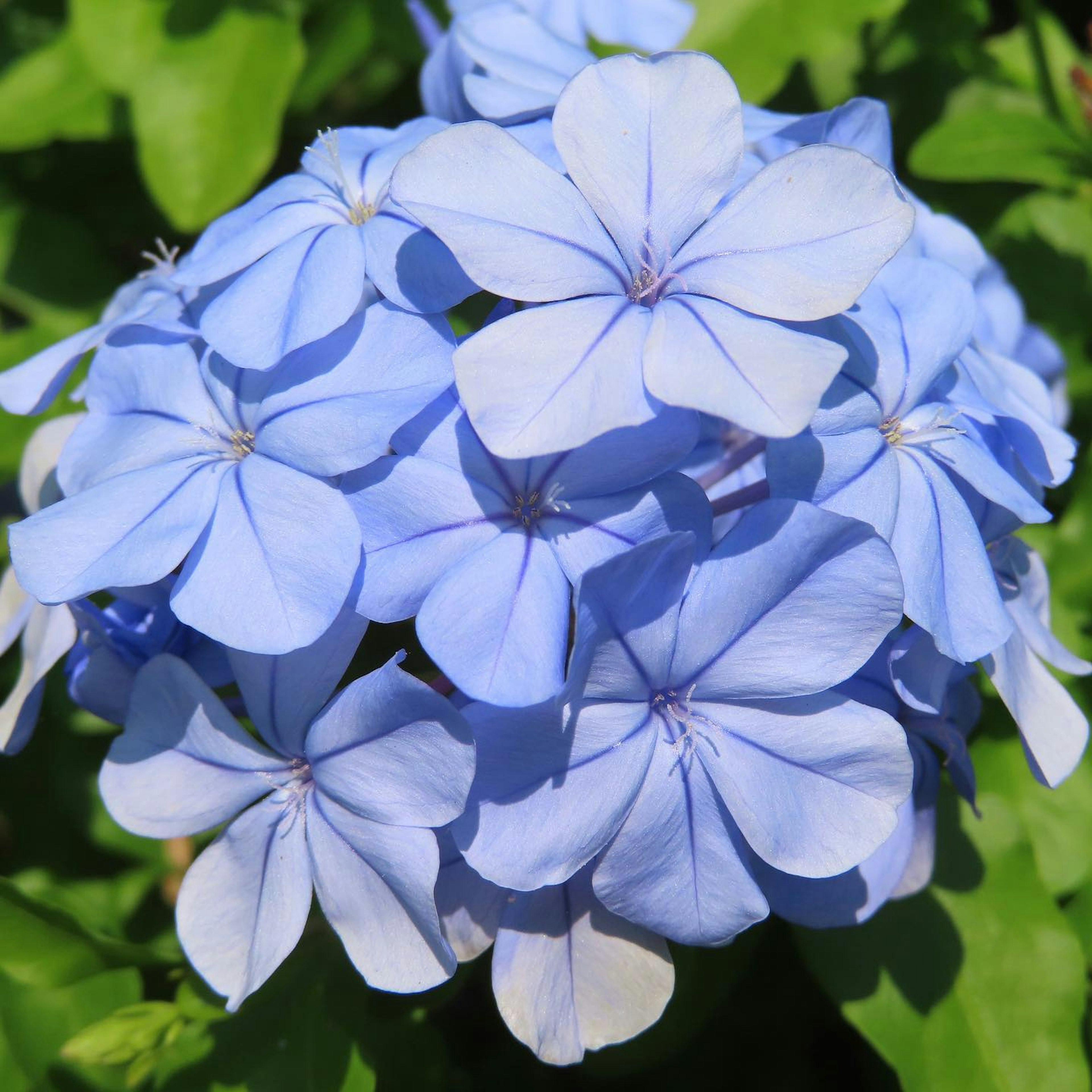 Büschel aus hellblauen Blumen mit jeweils fünf Blütenblättern