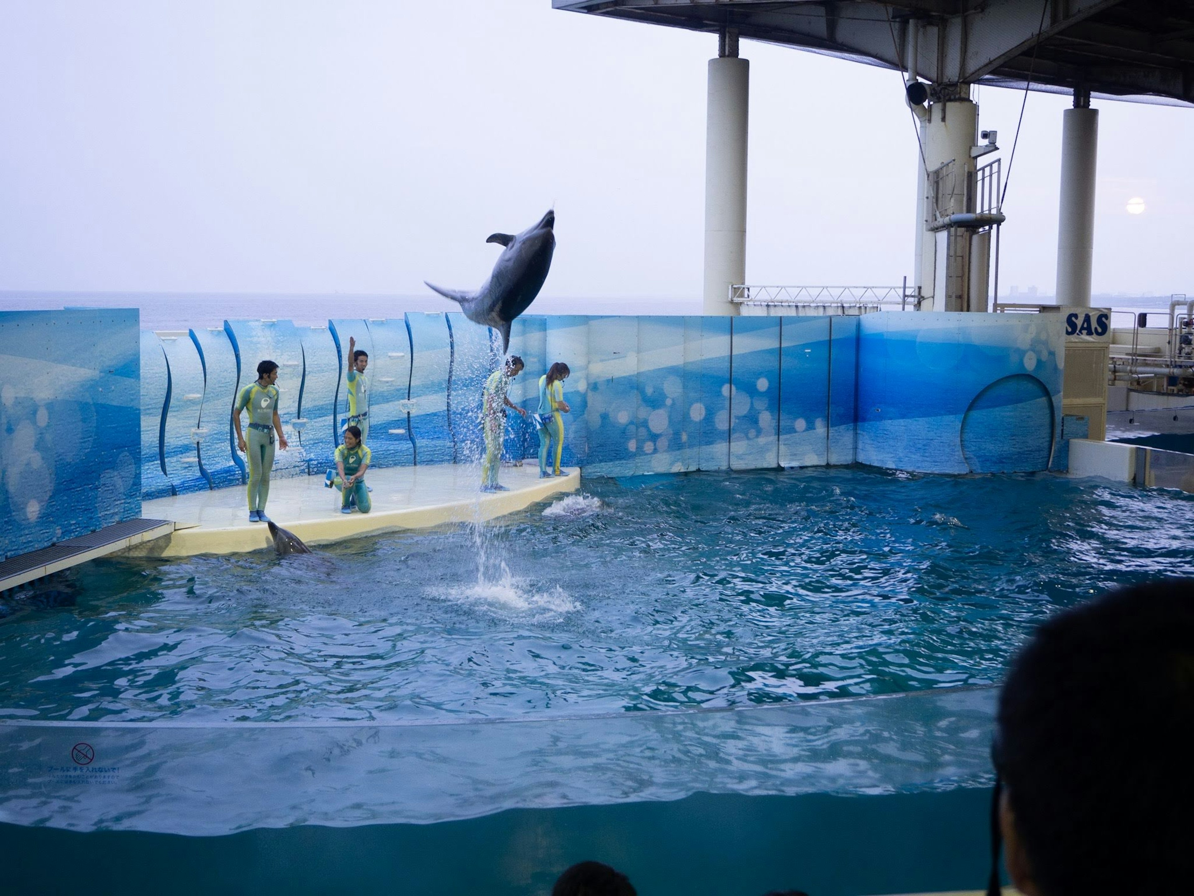 Un delfín saltando durante un espectáculo de acuario con entrenadores y un fondo azul