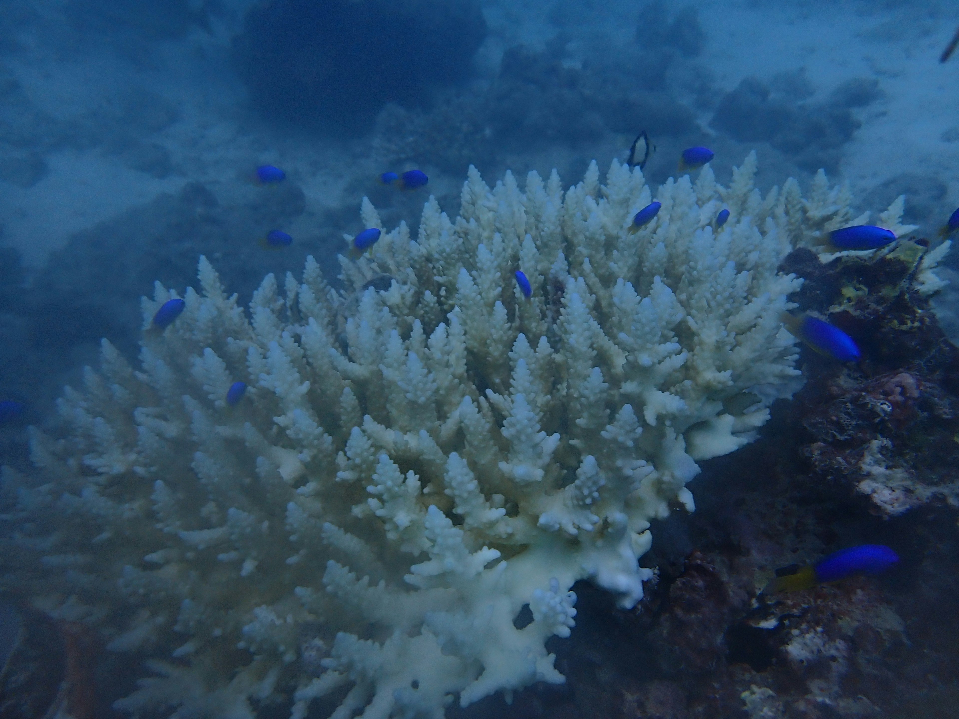 Underwater scene featuring white coral with blue fish swimming