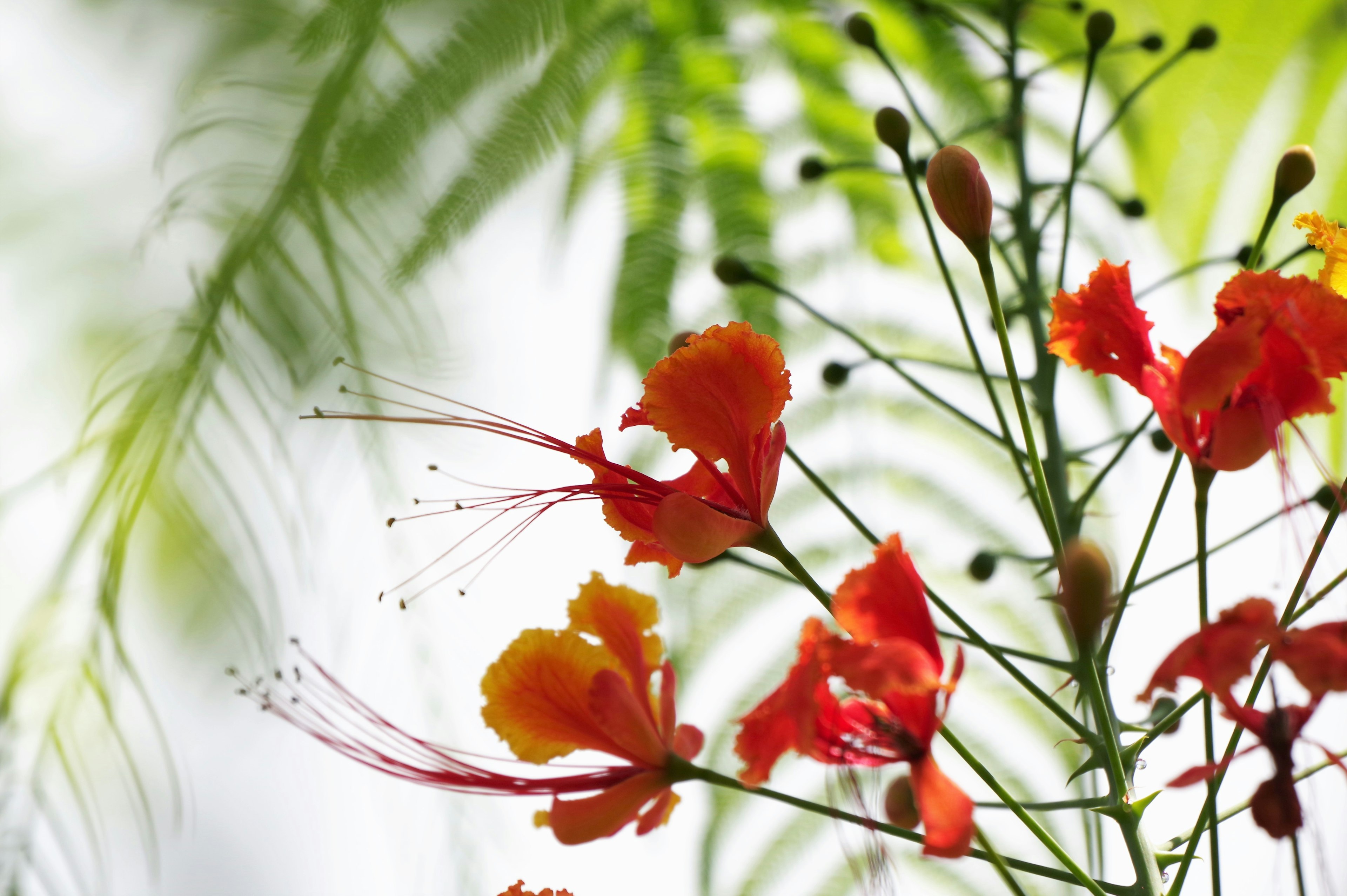 Lebendige rote Blumen und grüne Blätter in einer natürlichen Umgebung