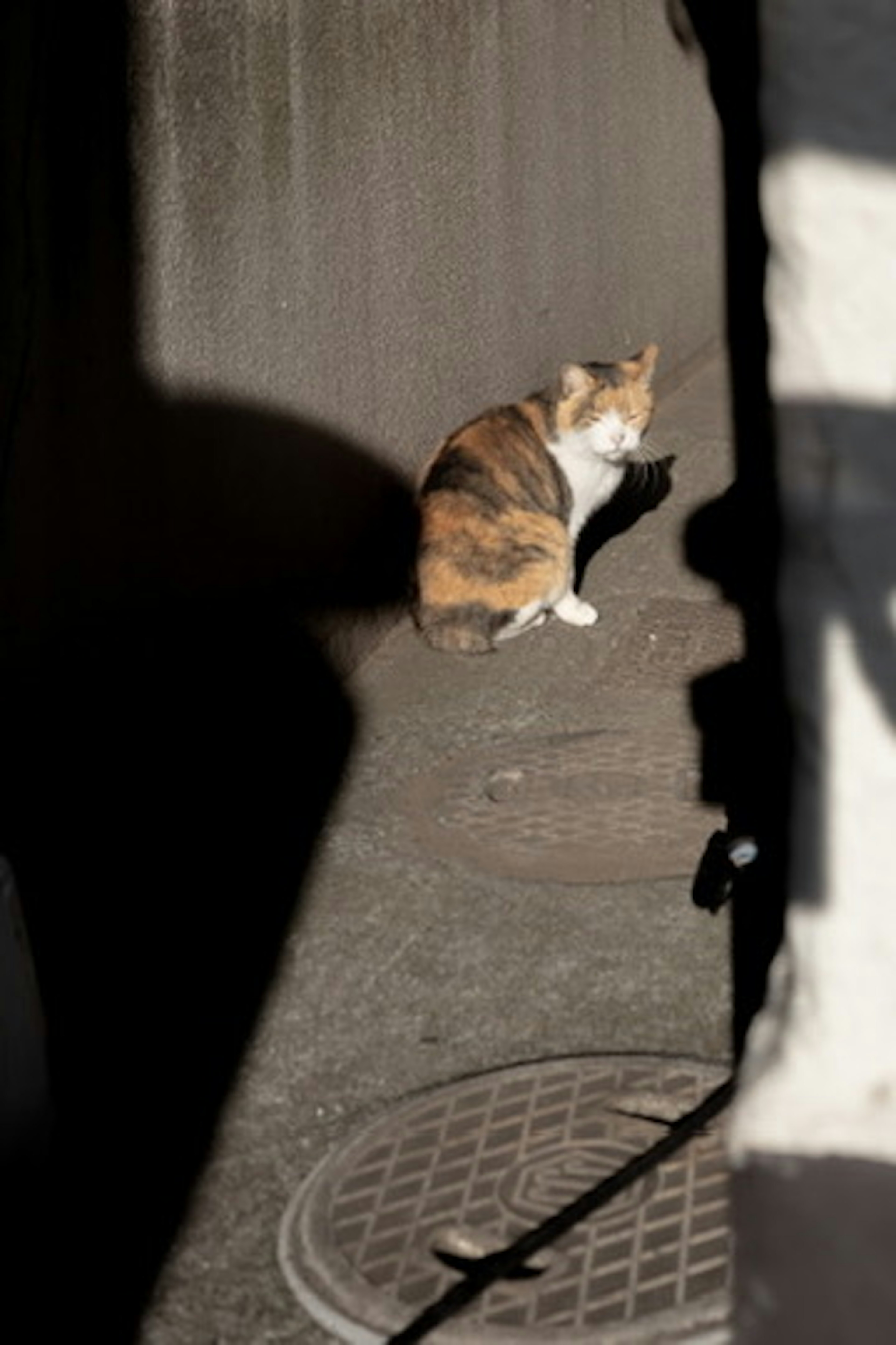 Seekor kucing duduk di bayangan dengan sinar matahari menerangi bulunya