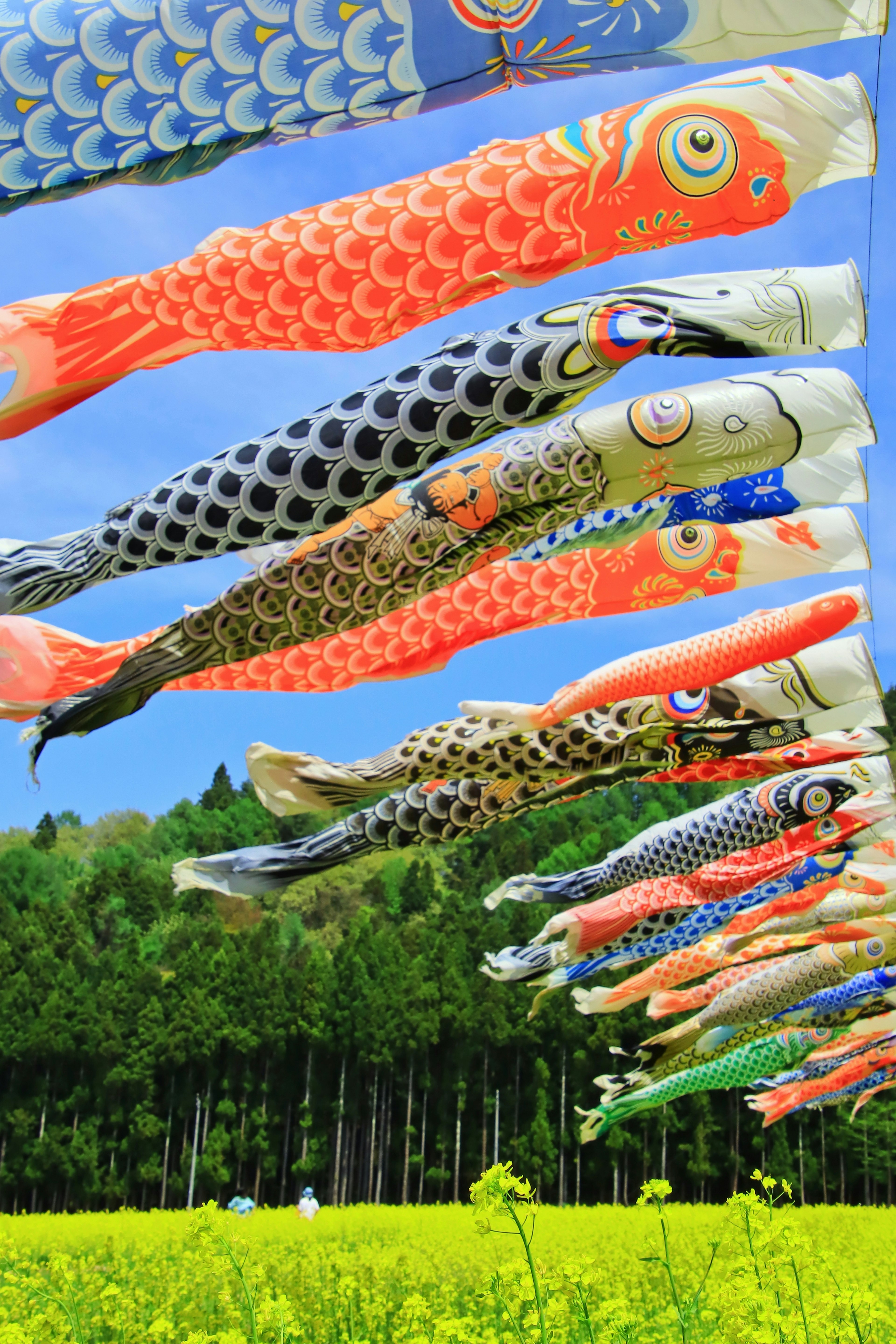 Drapeaux de carpes colorées flottant sous un ciel bleu avec des champs de riz verts