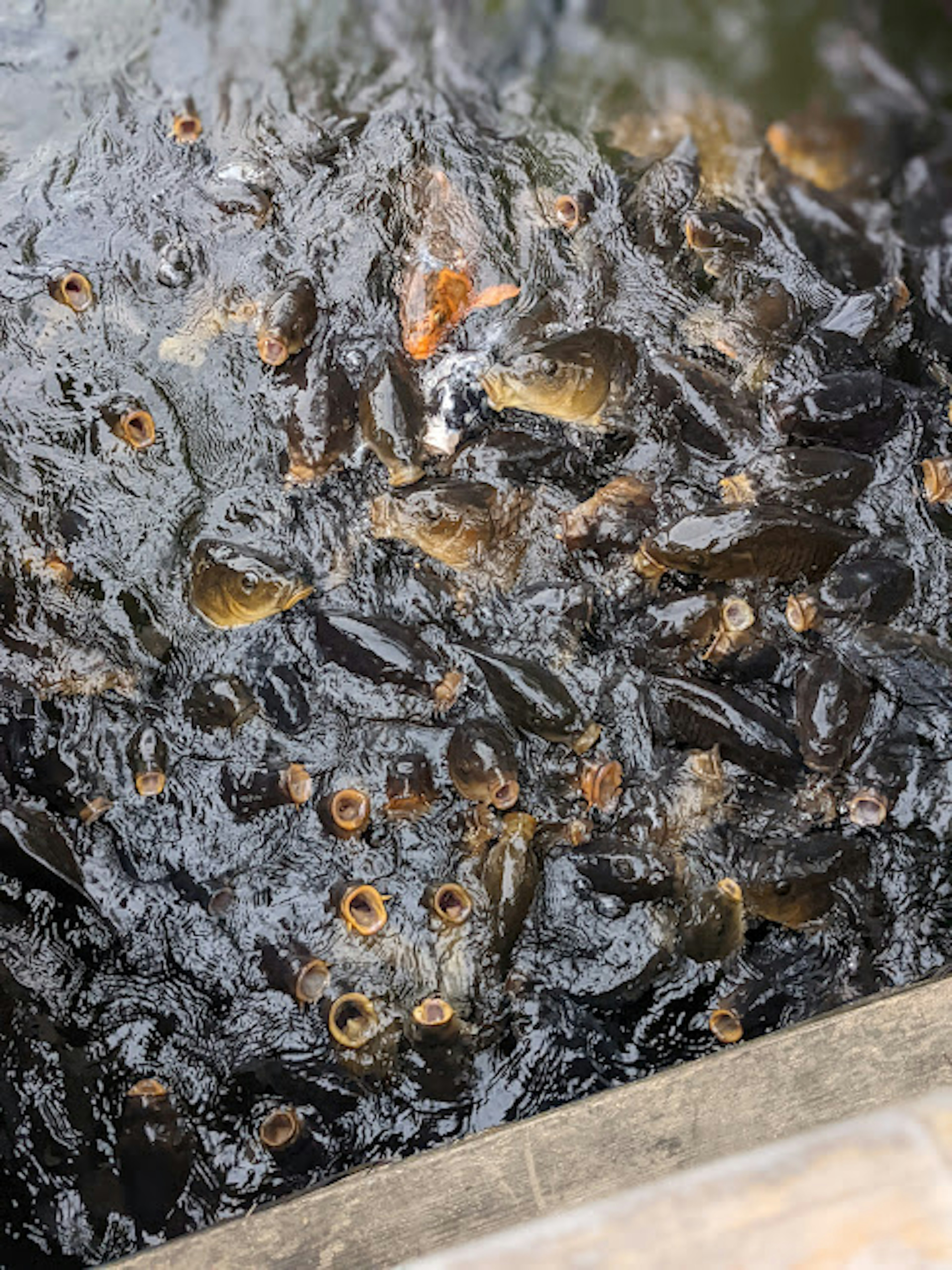 Zahlreiche Fische versammeln sich an der Wasseroberfläche mit Wasserpflanzen