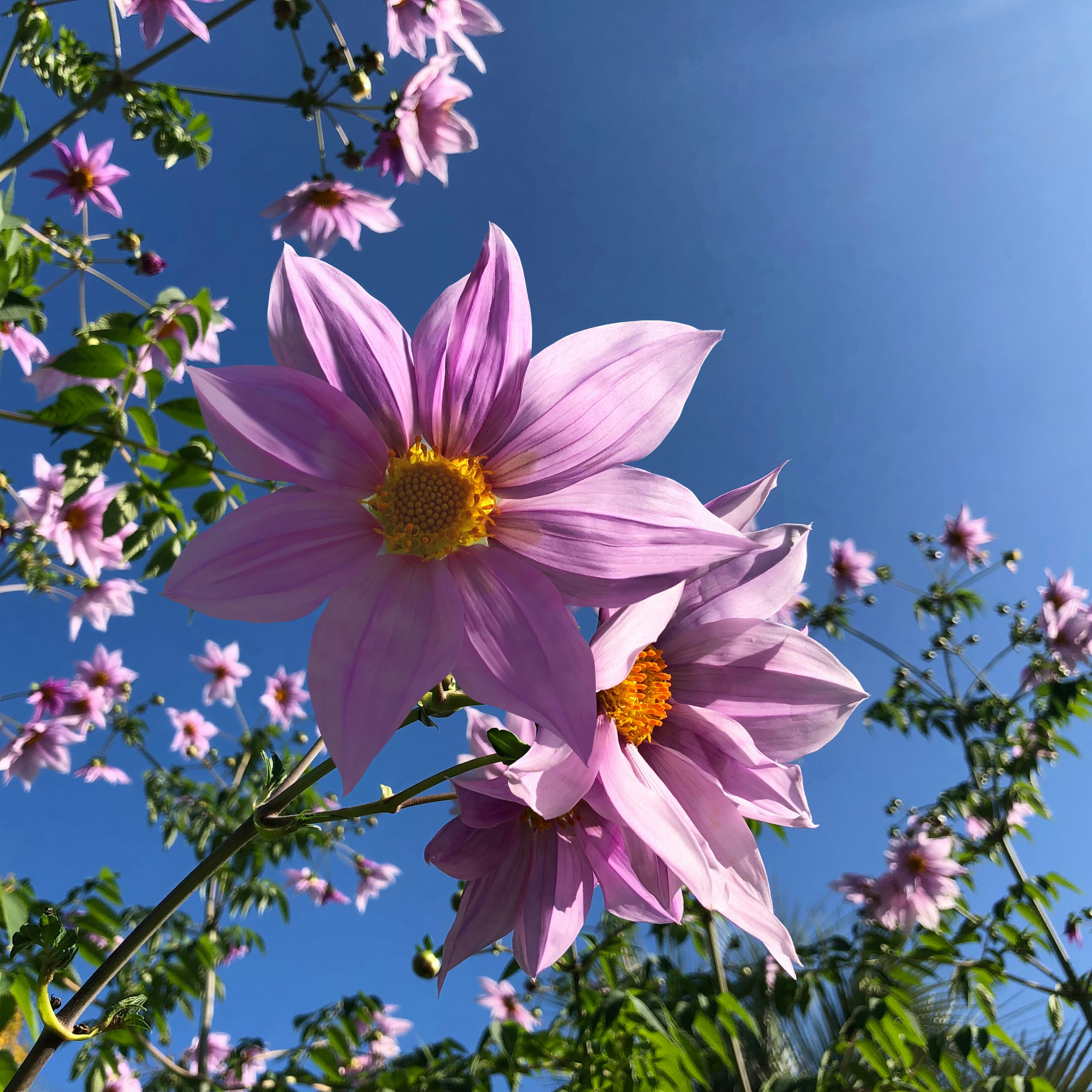 Pink flowers blooming under a blue sky