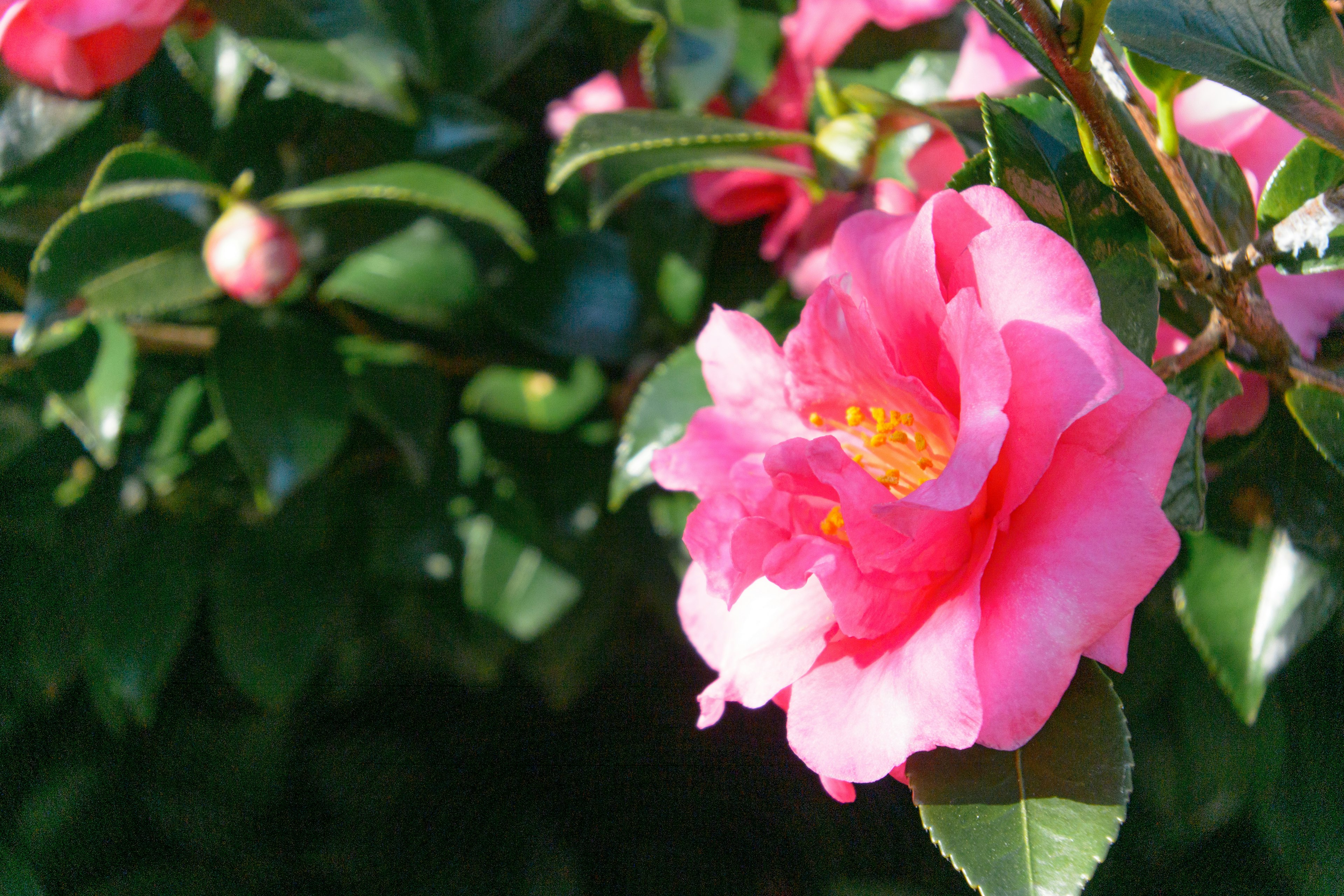 鮮やかなピンクのカメリアの花と緑の葉が特徴的な画像